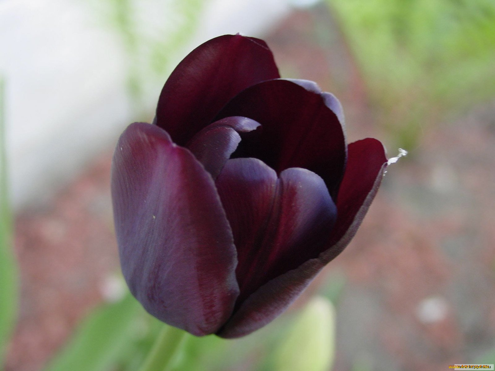 цветы, тюльпаны