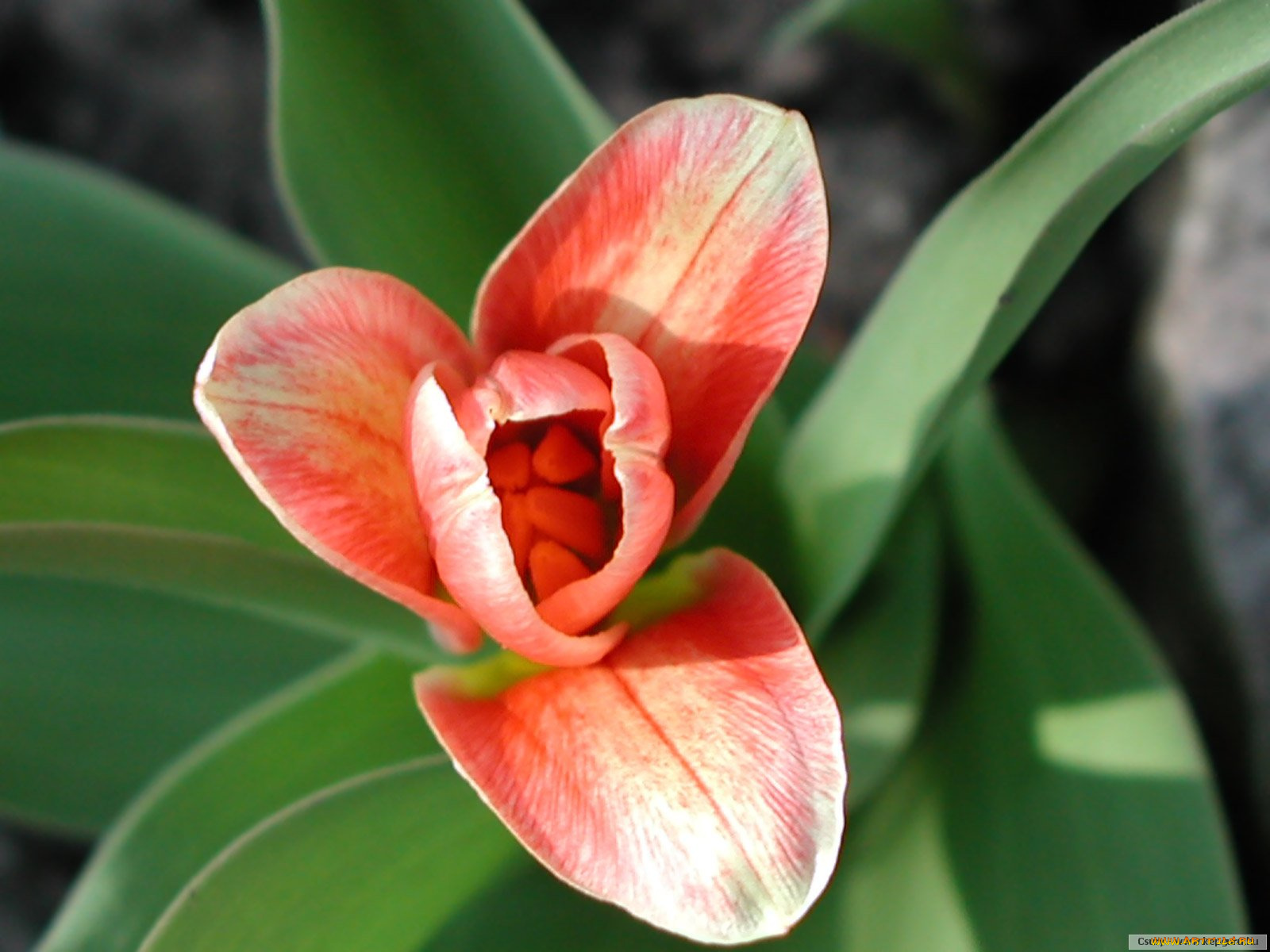 цветы, тюльпаны