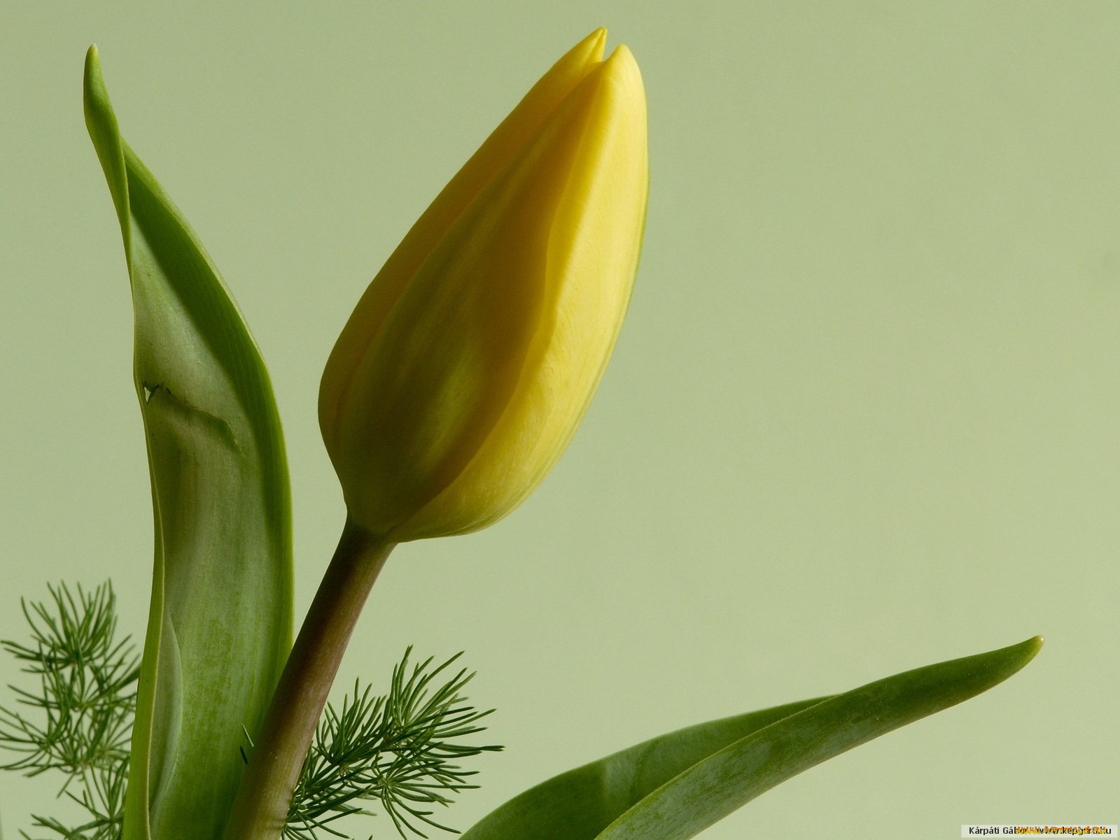 цветы, тюльпаны