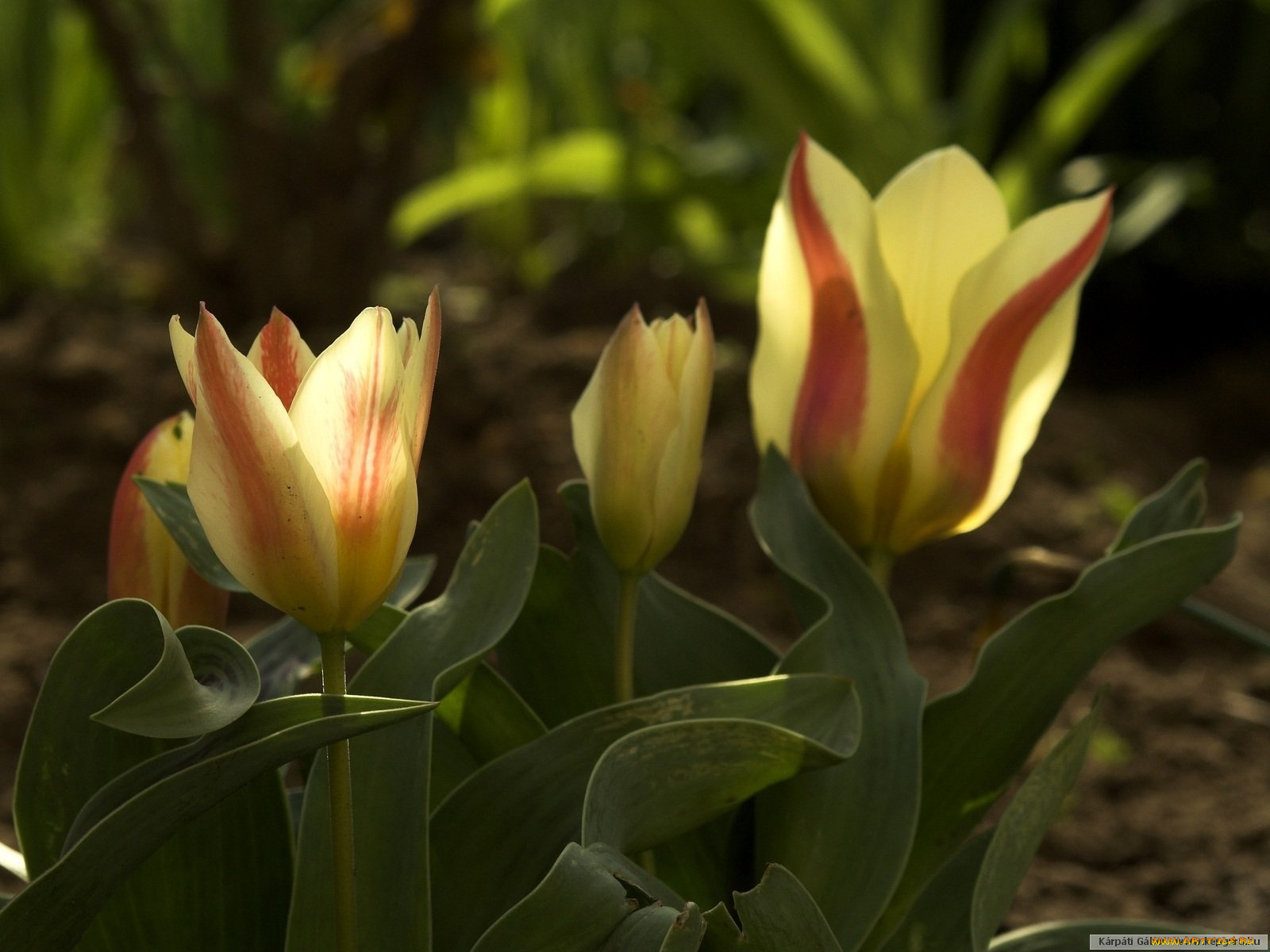 цветы, тюльпаны