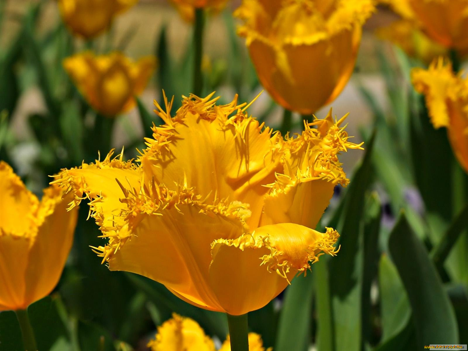 цветы, тюльпаны