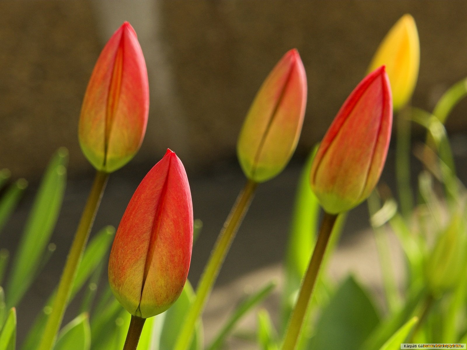 цветы, тюльпаны