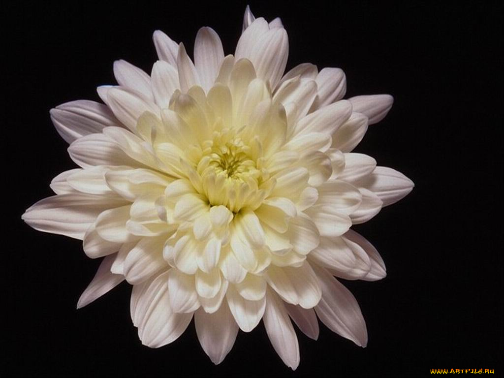 цветы, хризантемы