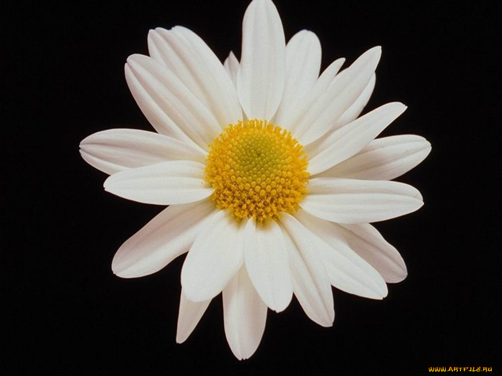 цветы, ромашки