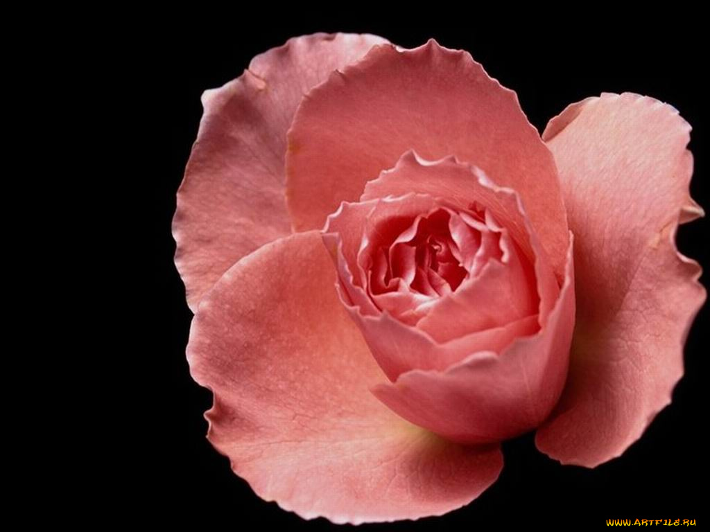 цветы, розы