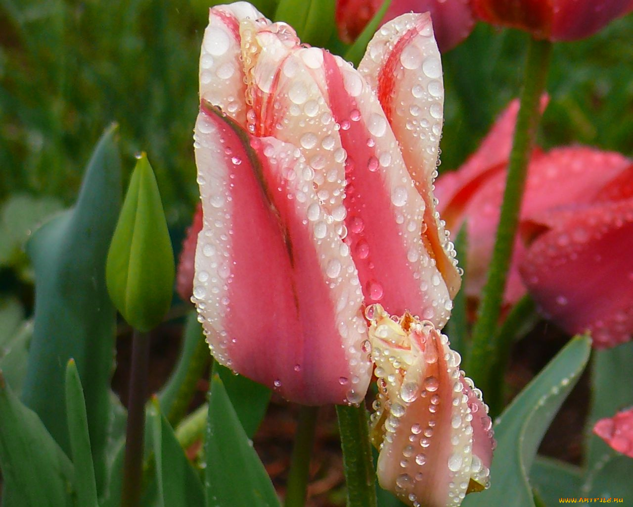 цветы, тюльпаны