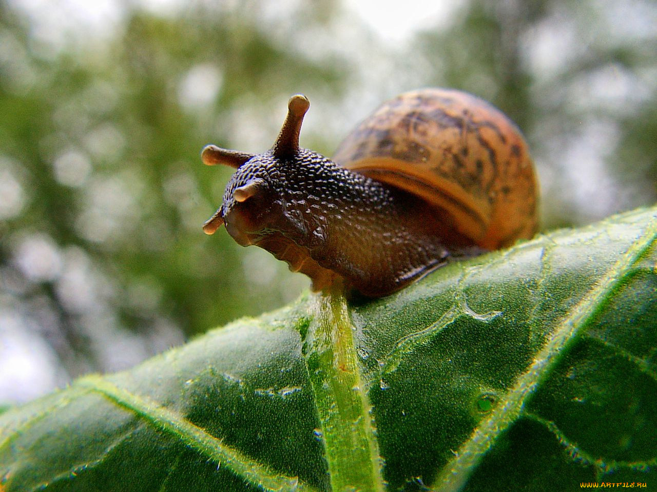 животные, улитки