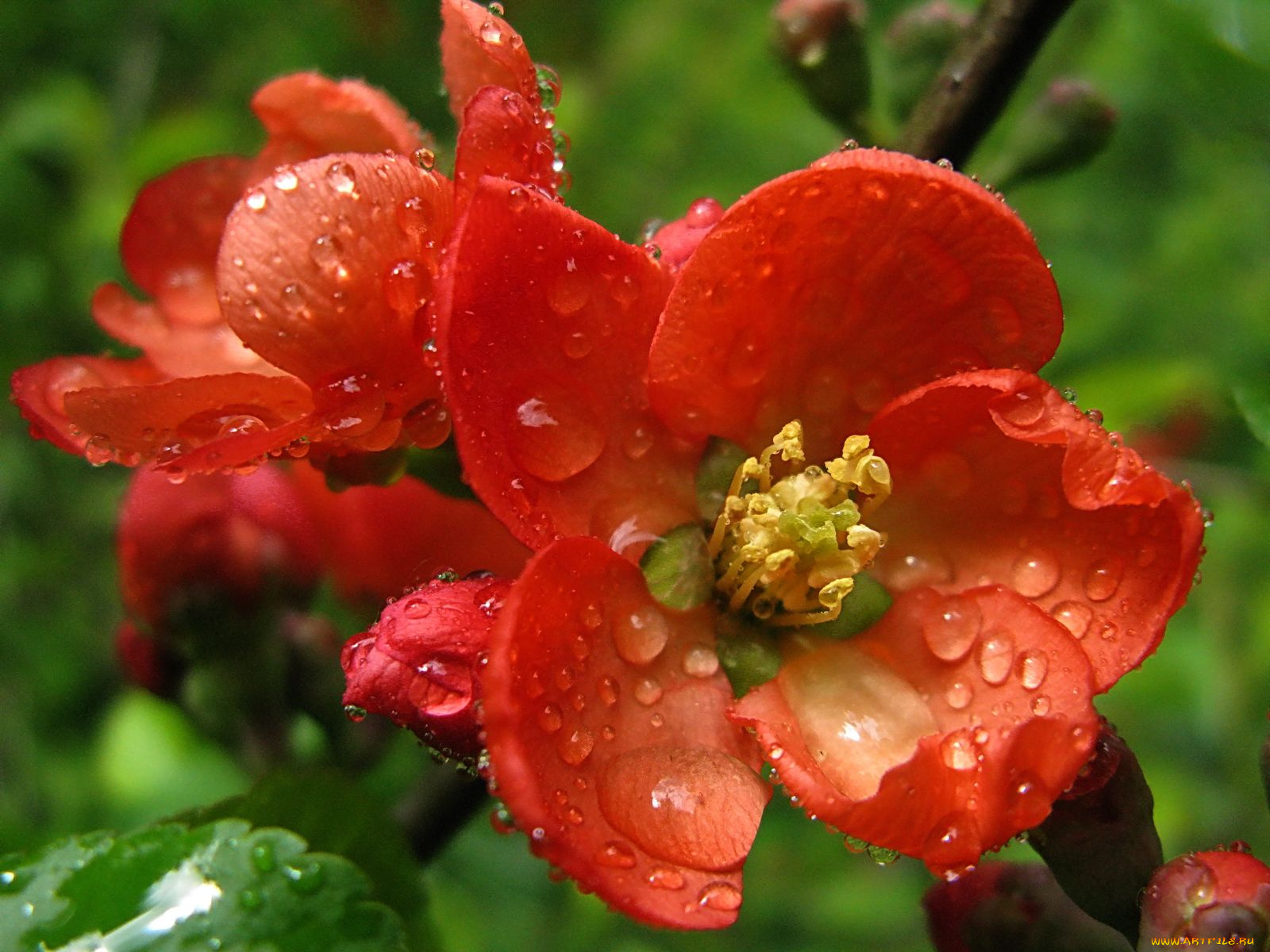 цветы, айва