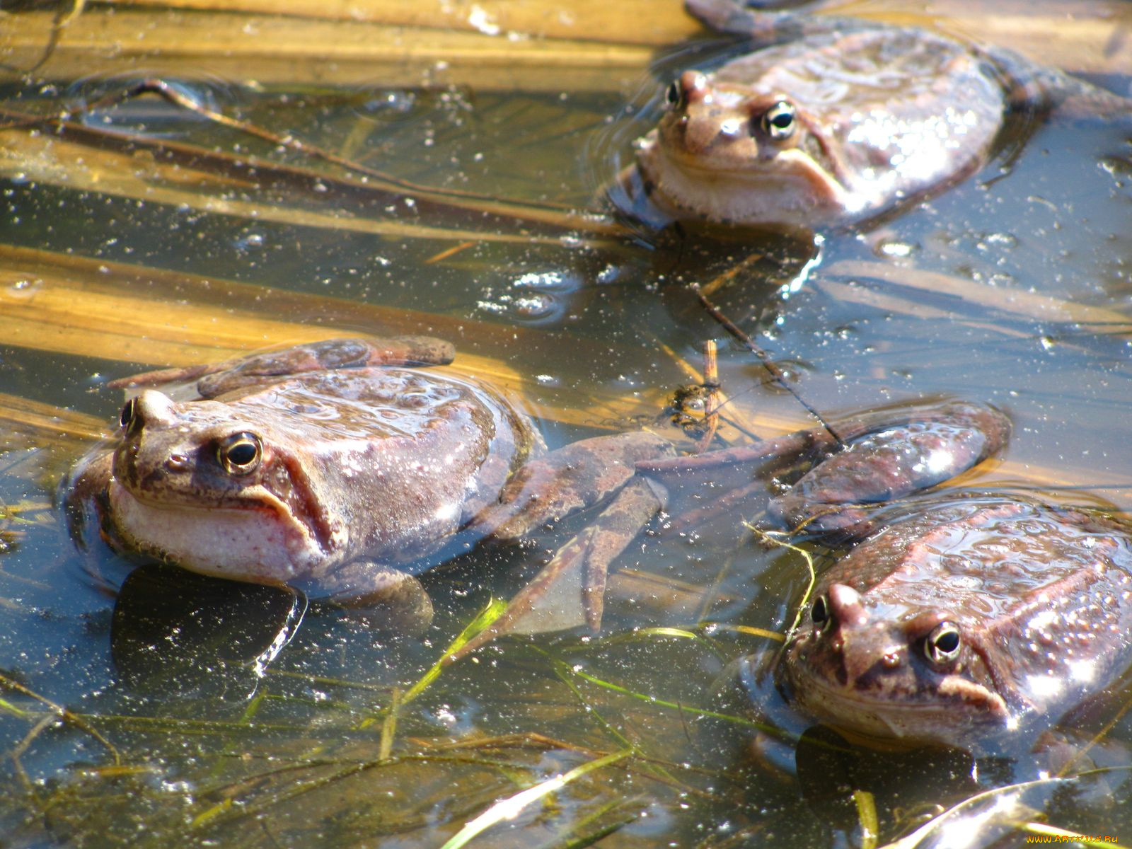 животные, лягушки