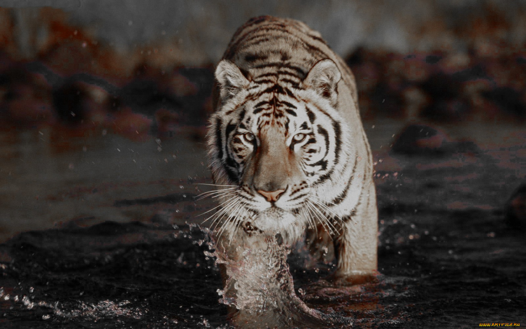 животные, тигры