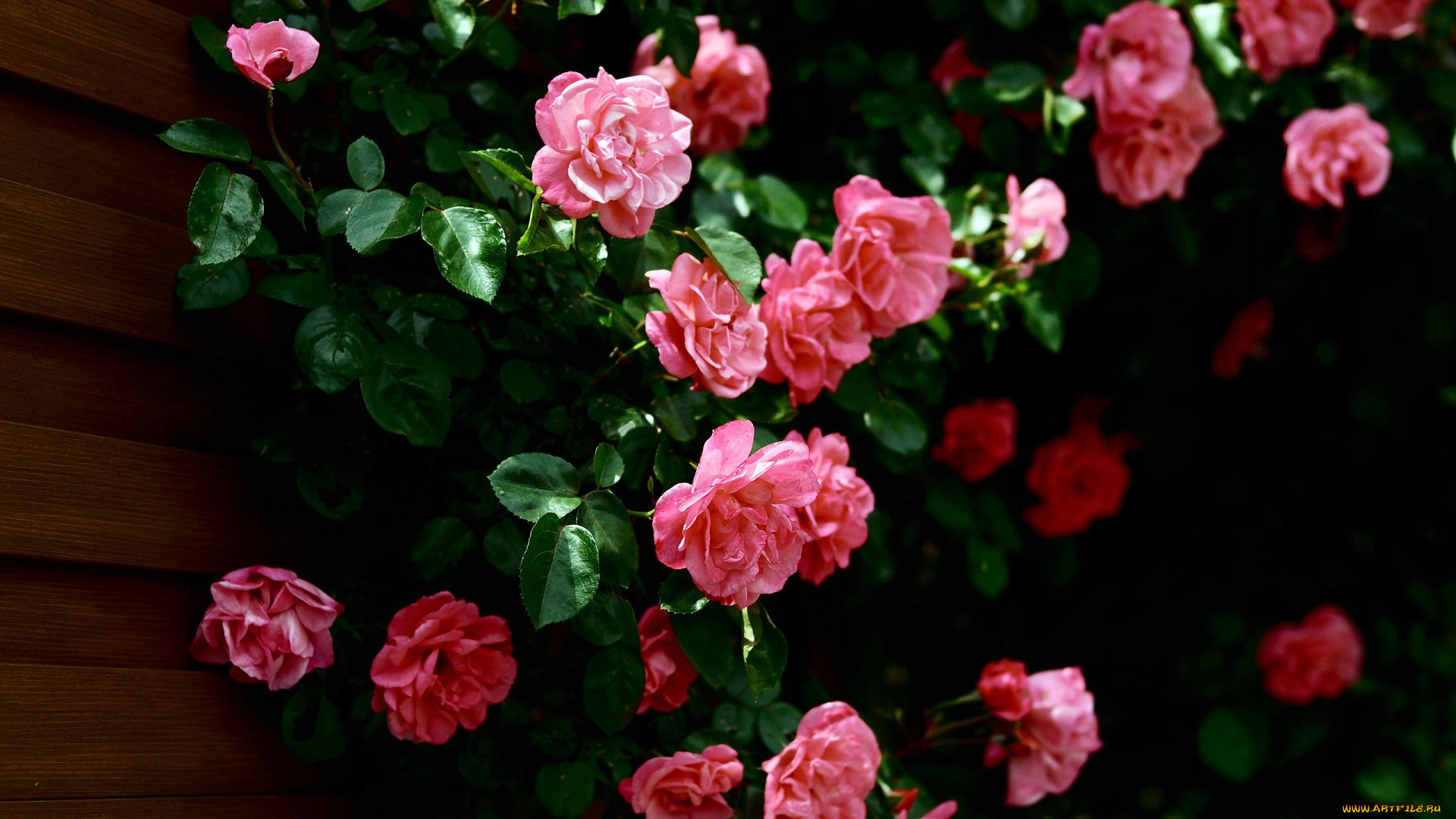 цветы, розы