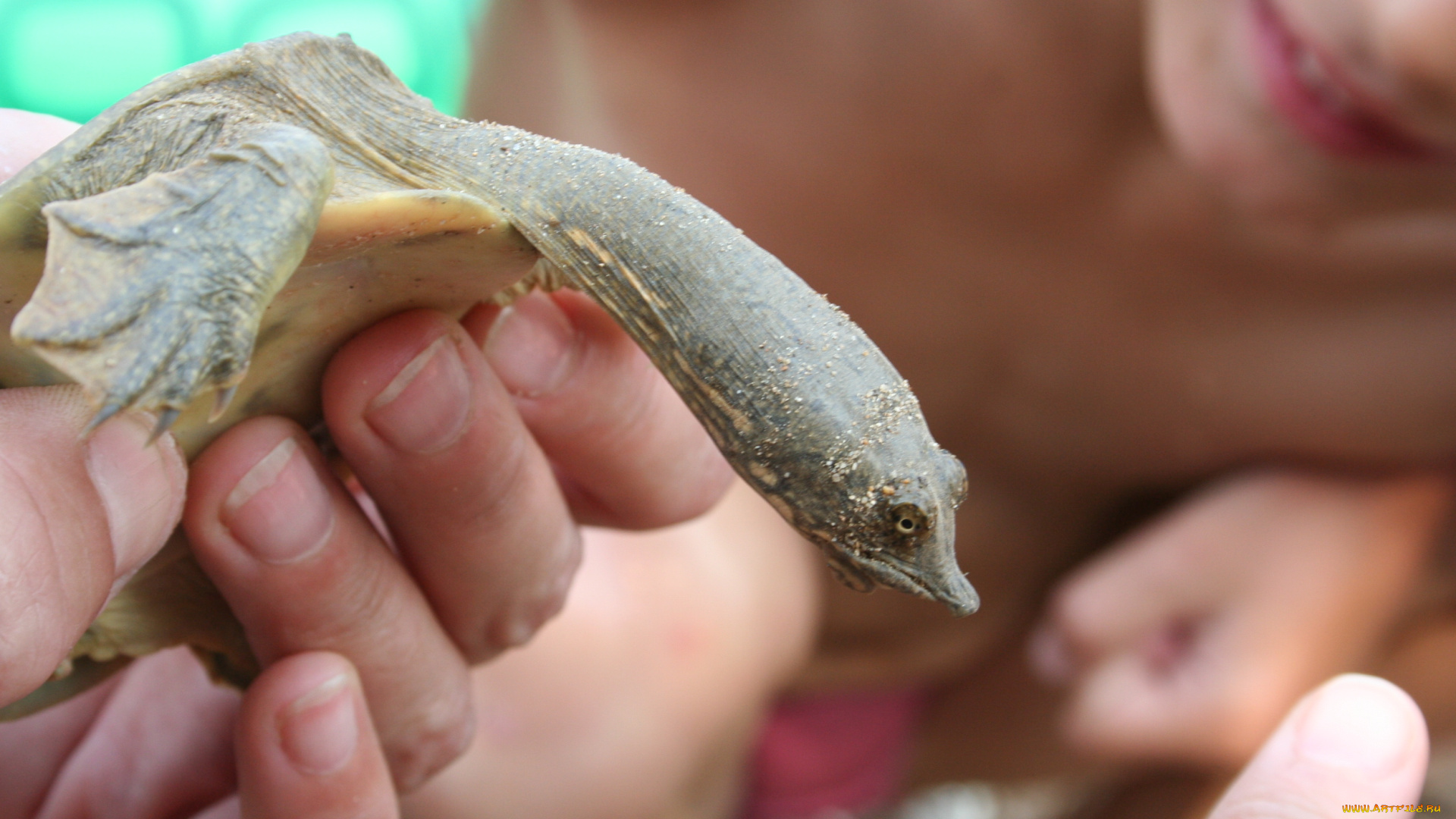ханкайская, черепаха, животные, Черепахи