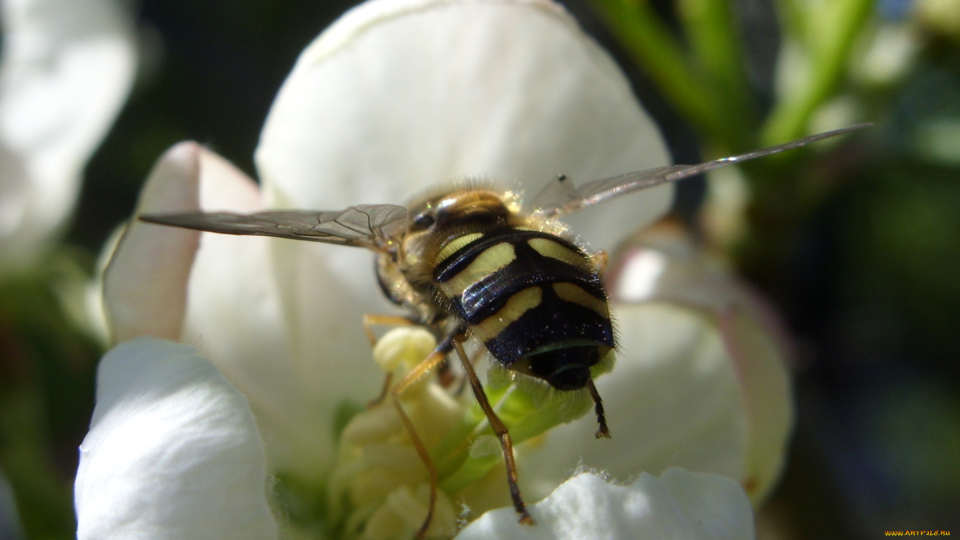на, подлете, животные, пчелы, осы, шмели