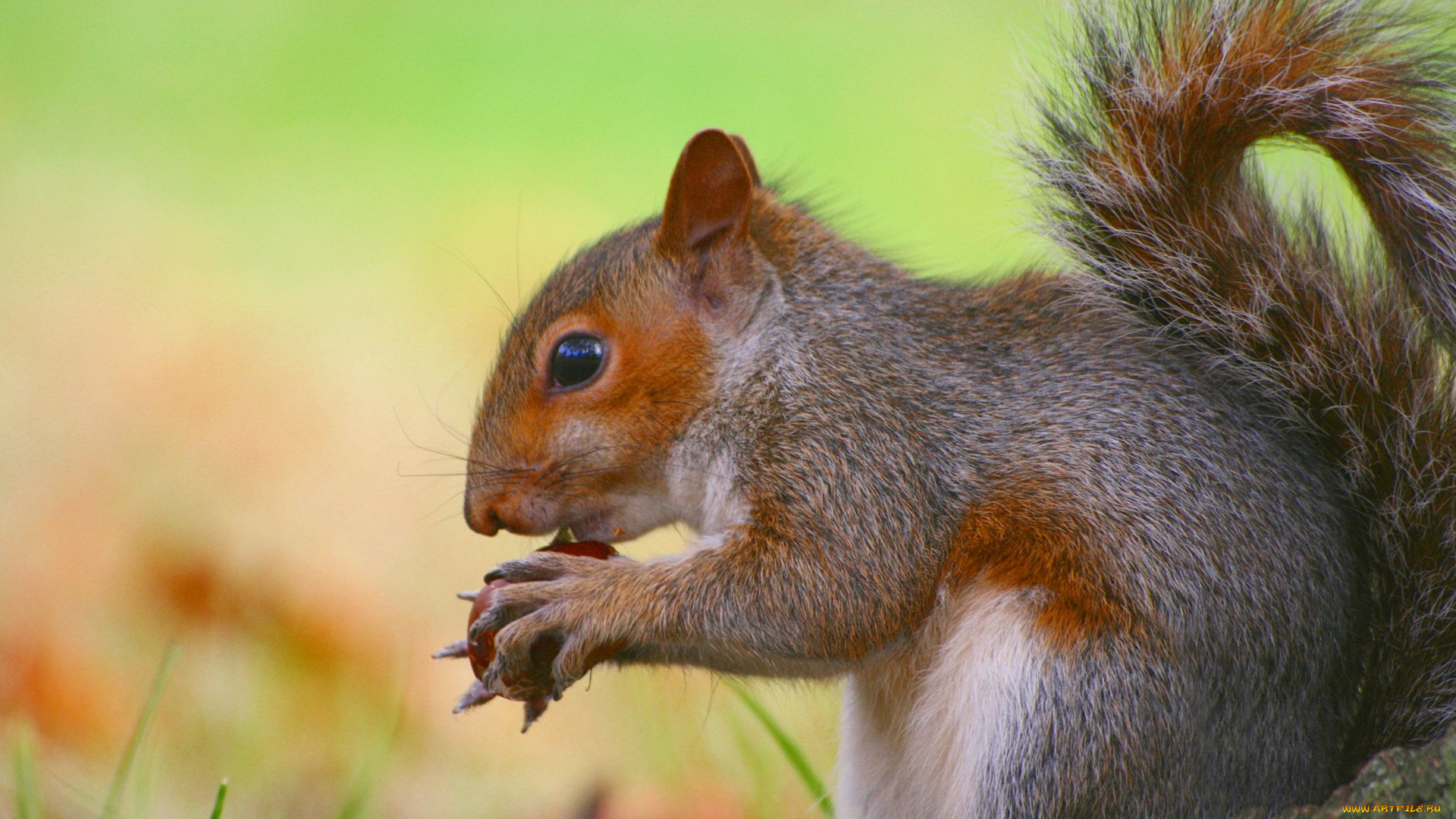 животные, белки