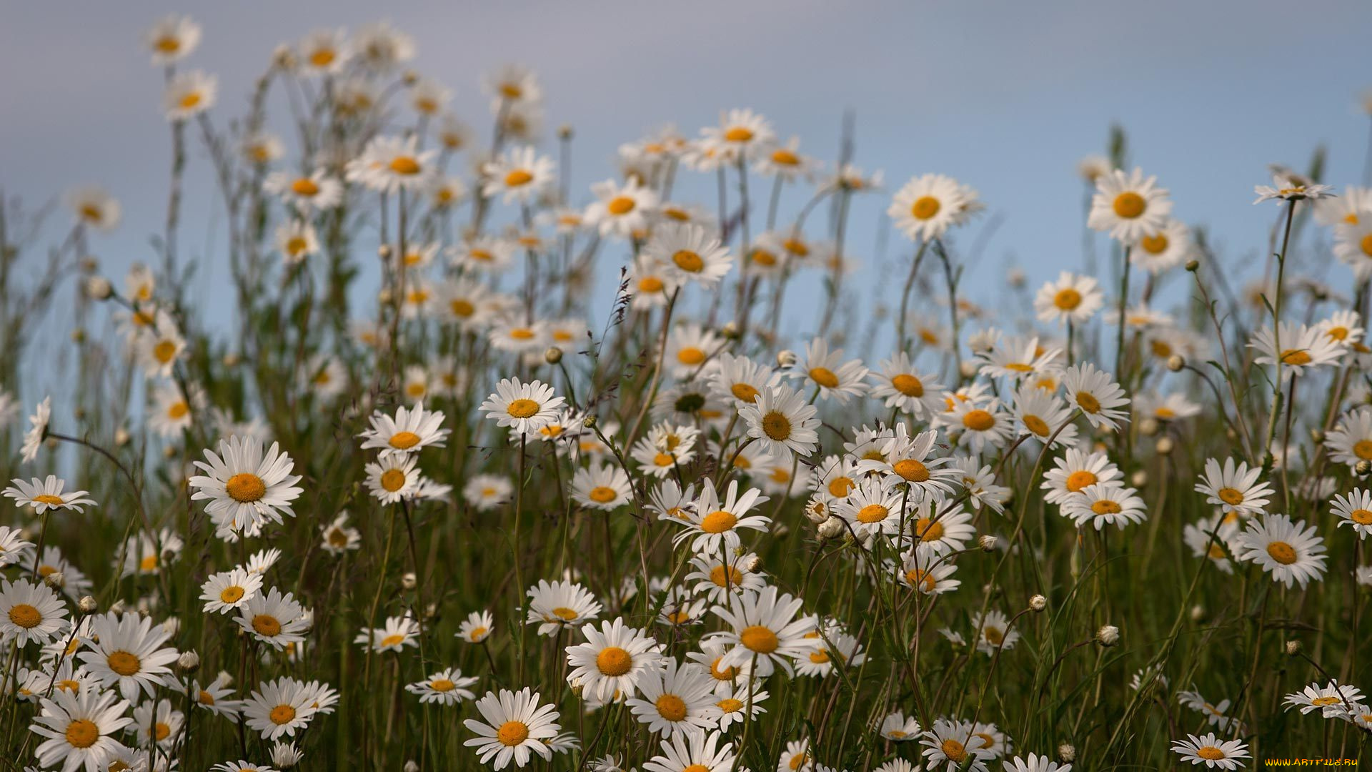 цветы, ромашки