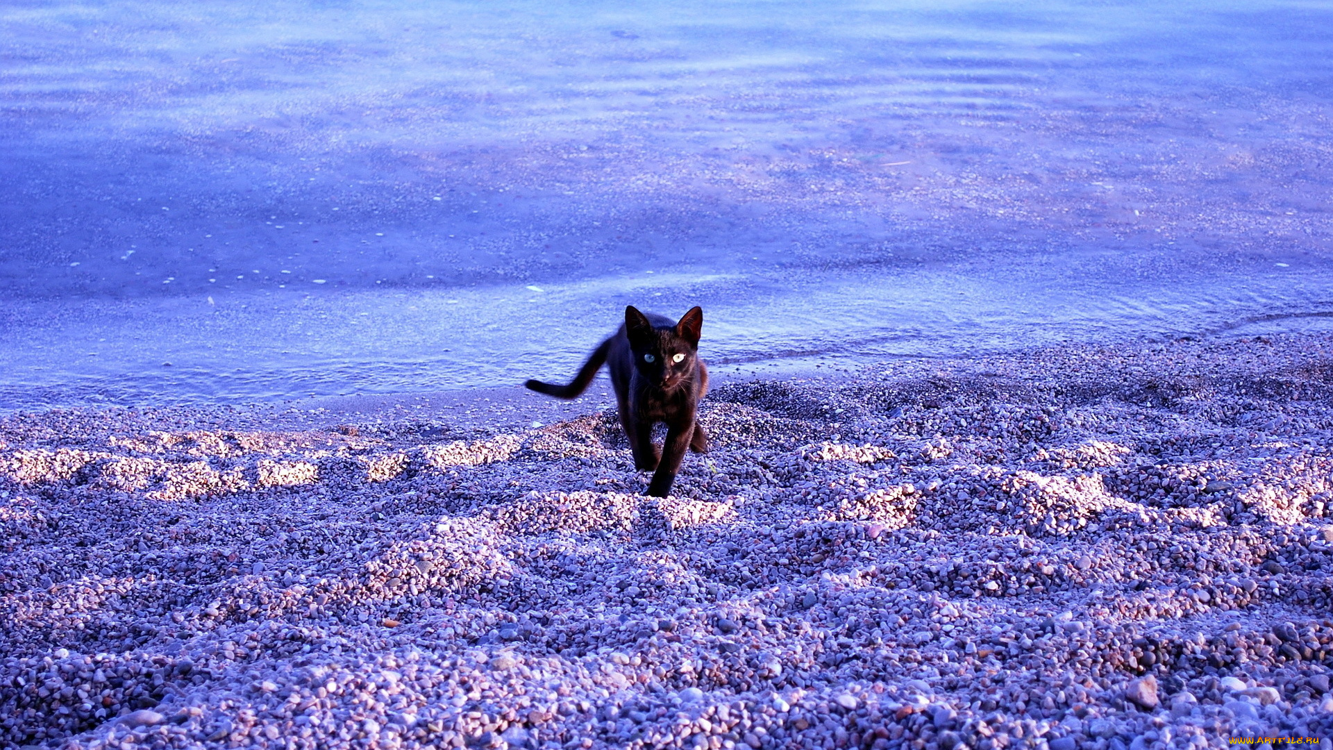 животные, коты