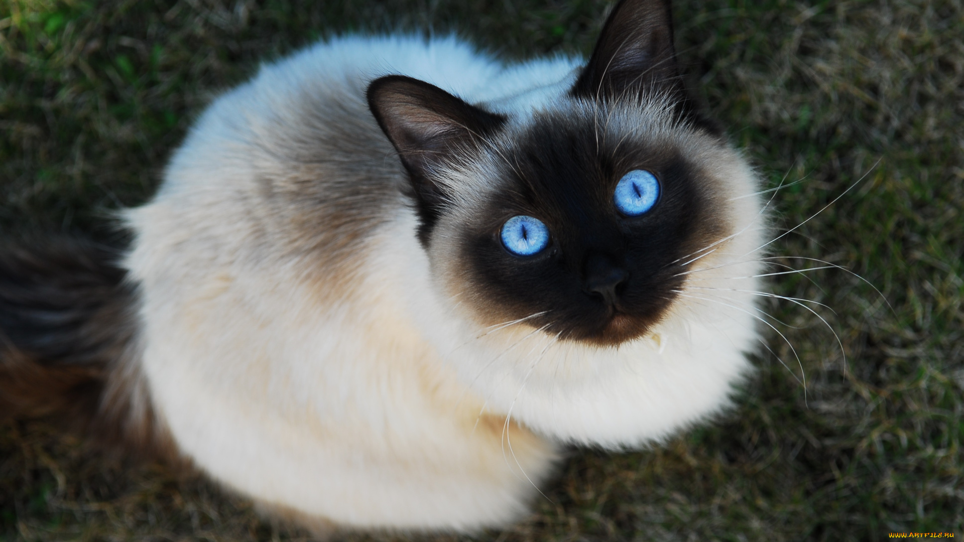 животные, коты