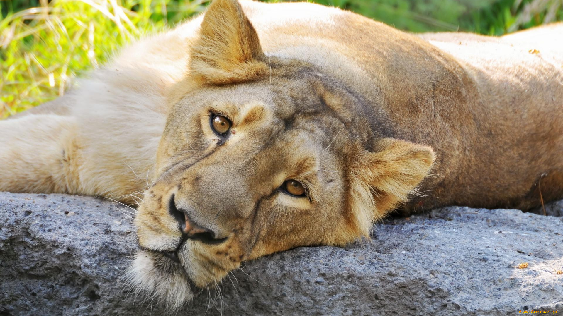 животные, львы