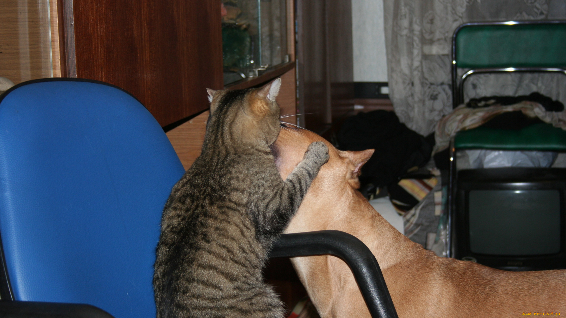 животные, разные, вместе