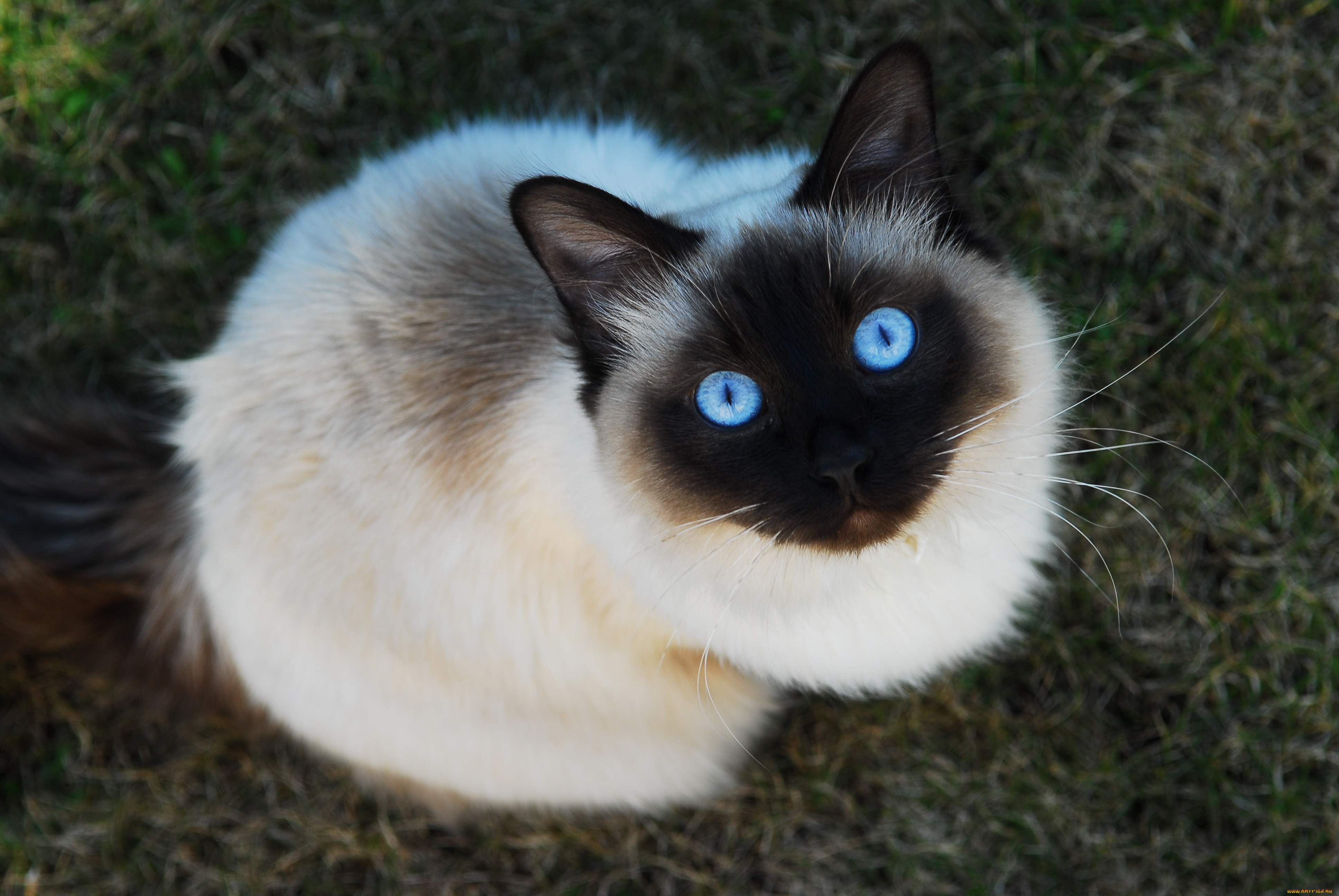 животные, коты