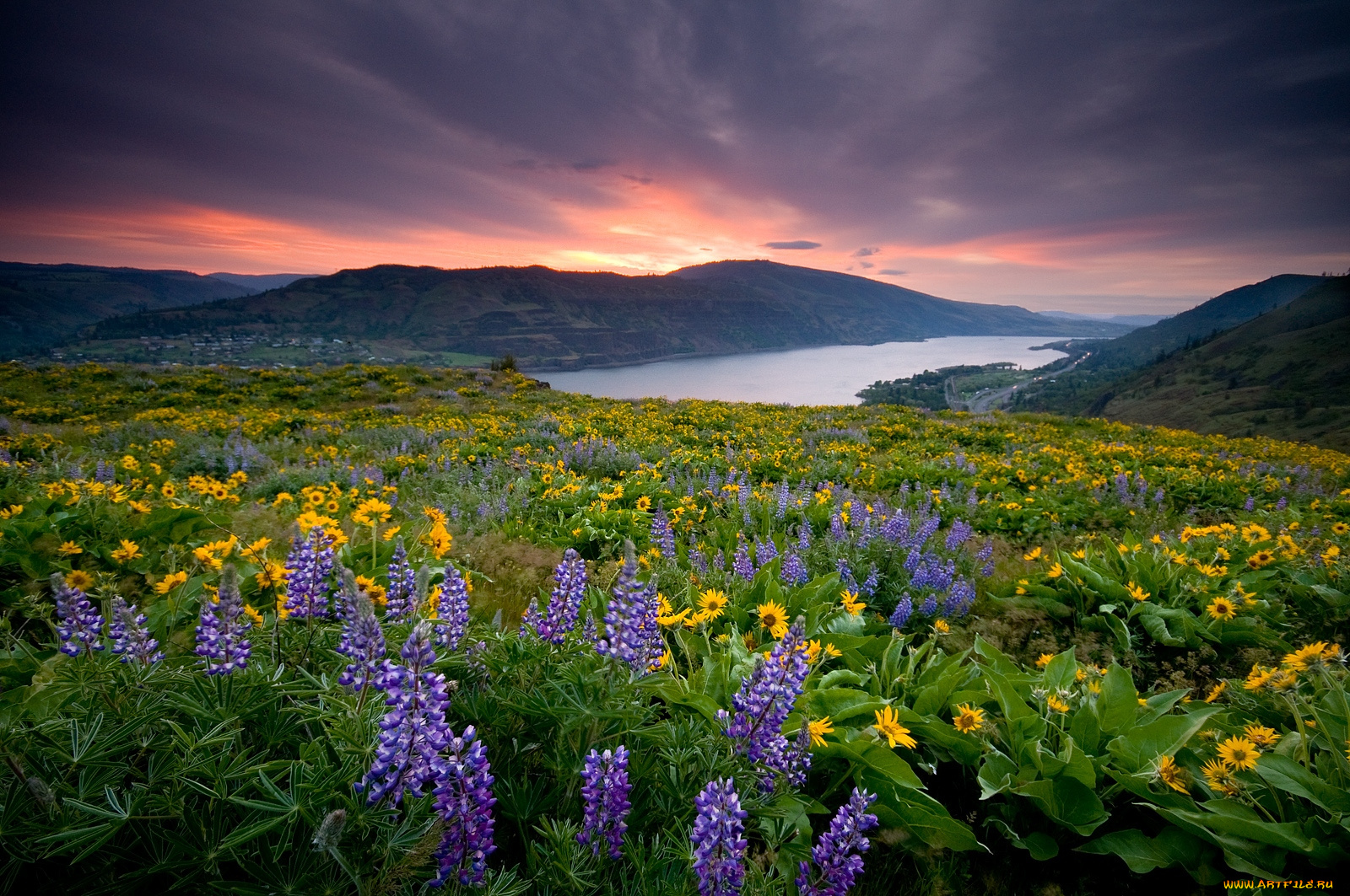 природа, луга, горы, река, люпин, подсолнухи