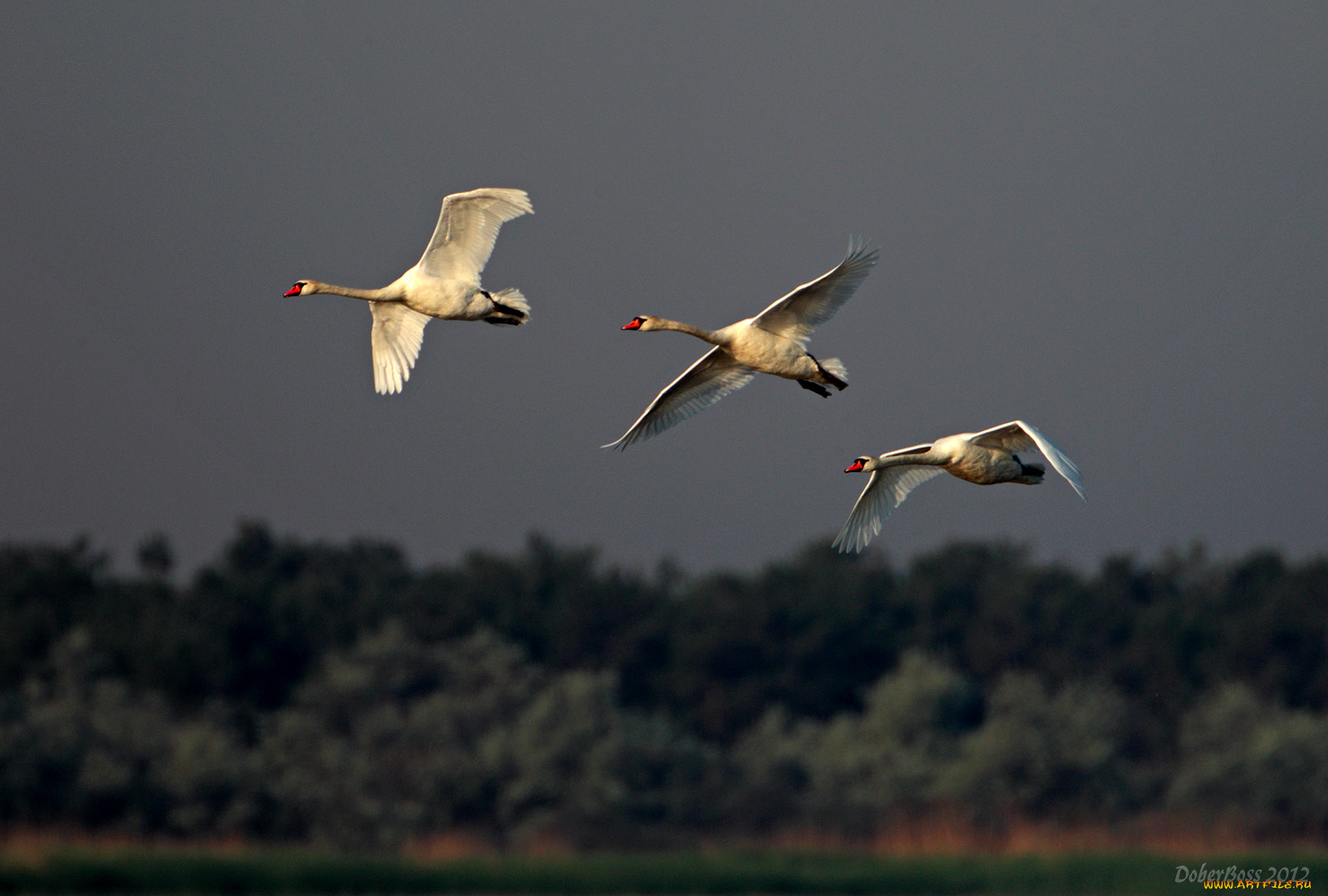 животные, лебеди, полёт