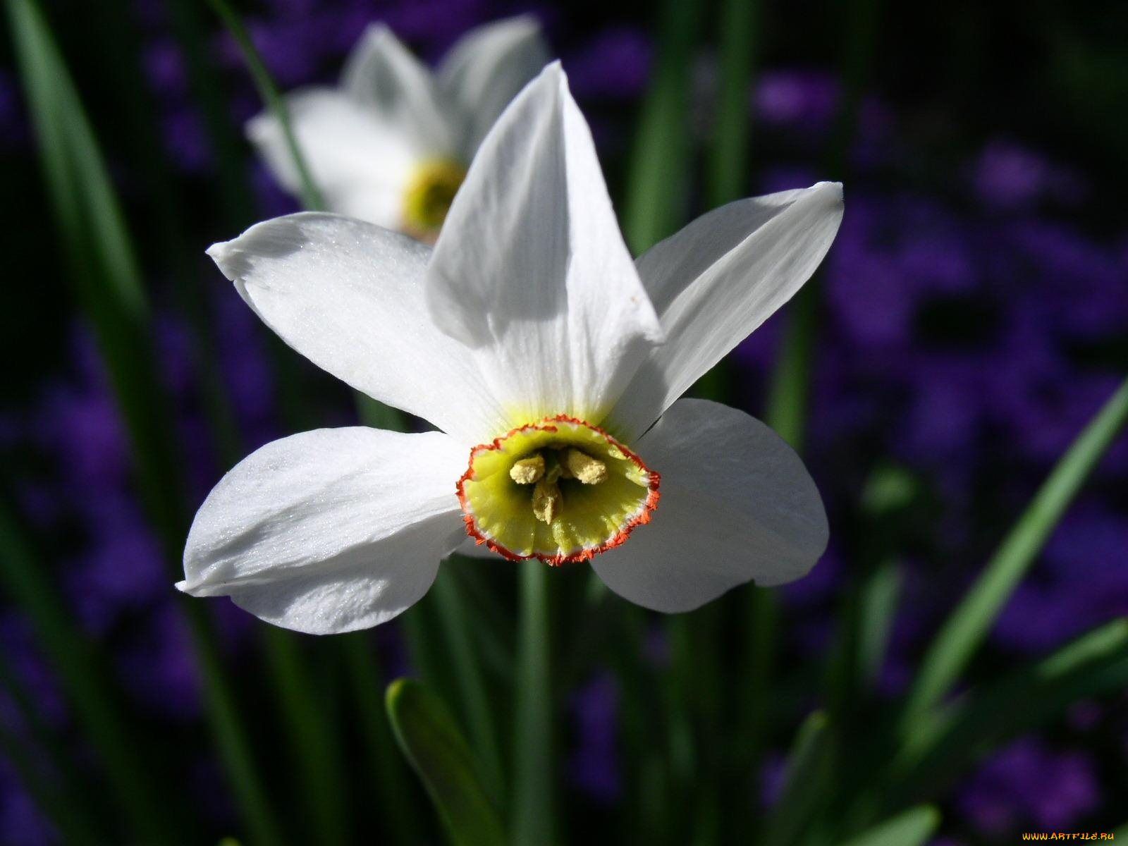 цветы, нарциссы, белый