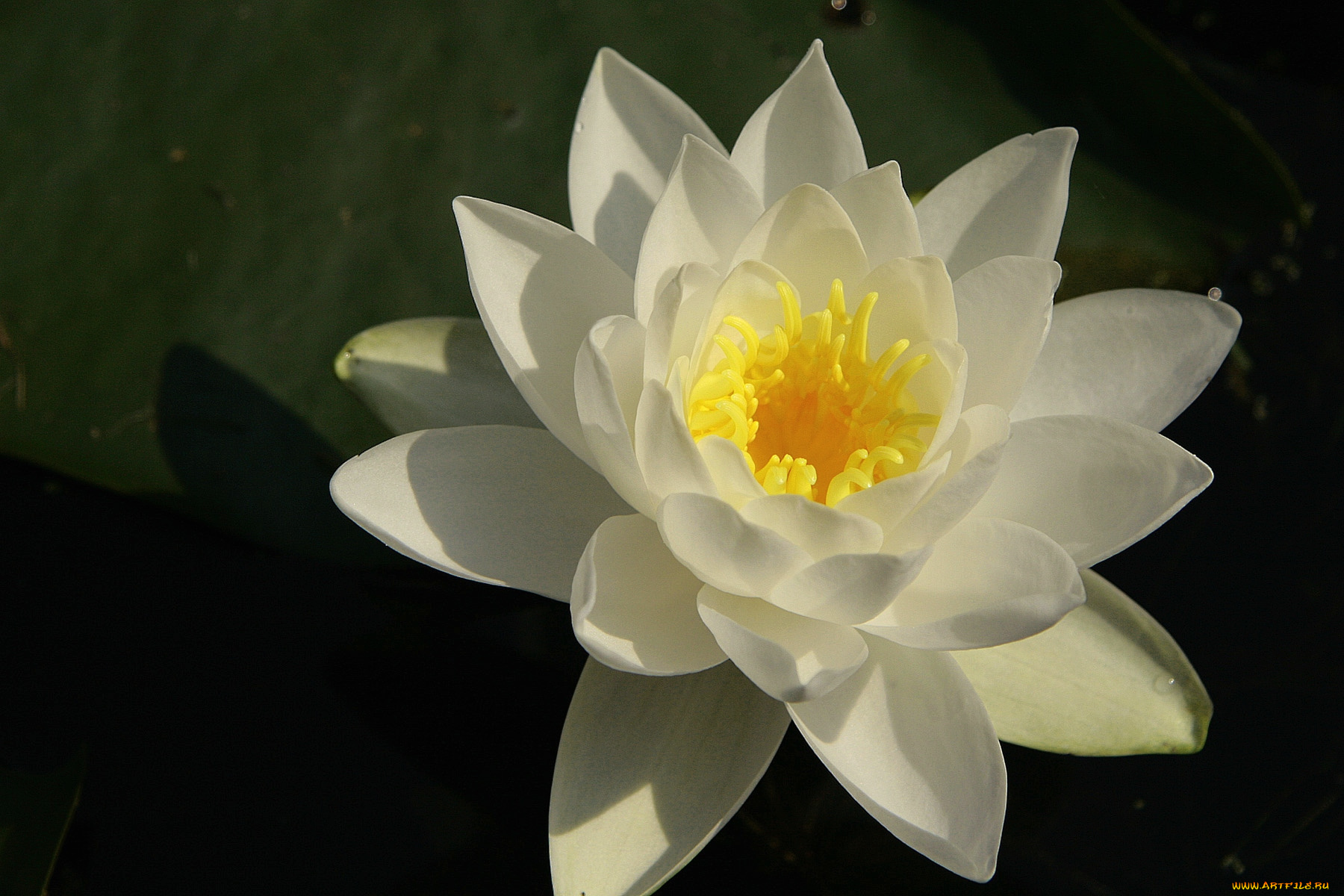 цветы, лилии, водяные, нимфеи, кувшинки, лепестки