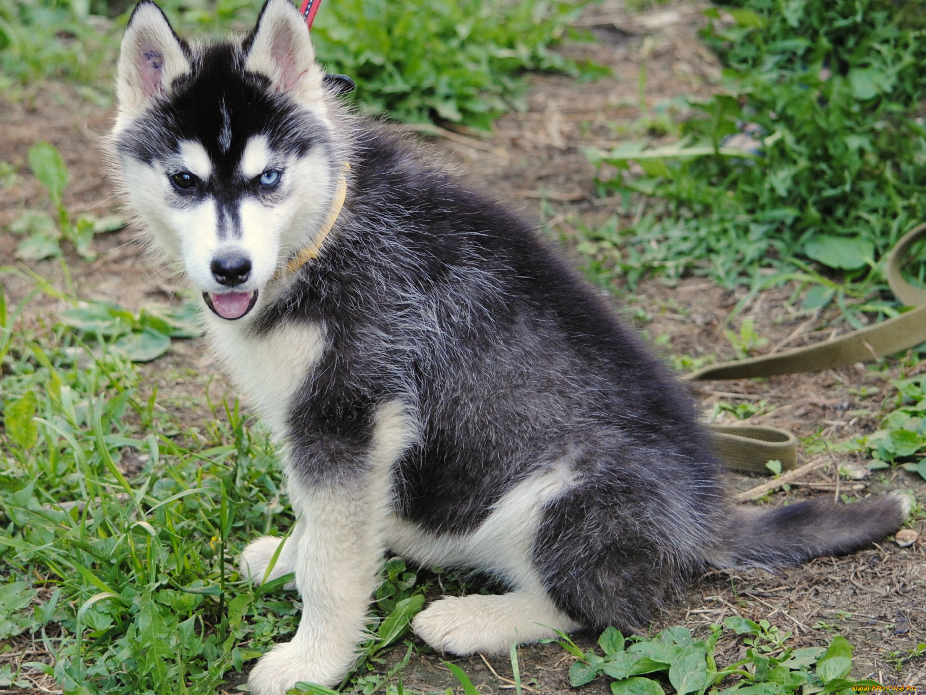 животные, собаки, хаски