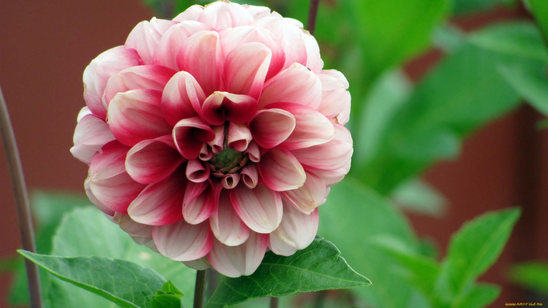 цветы, георгины, двухцветный