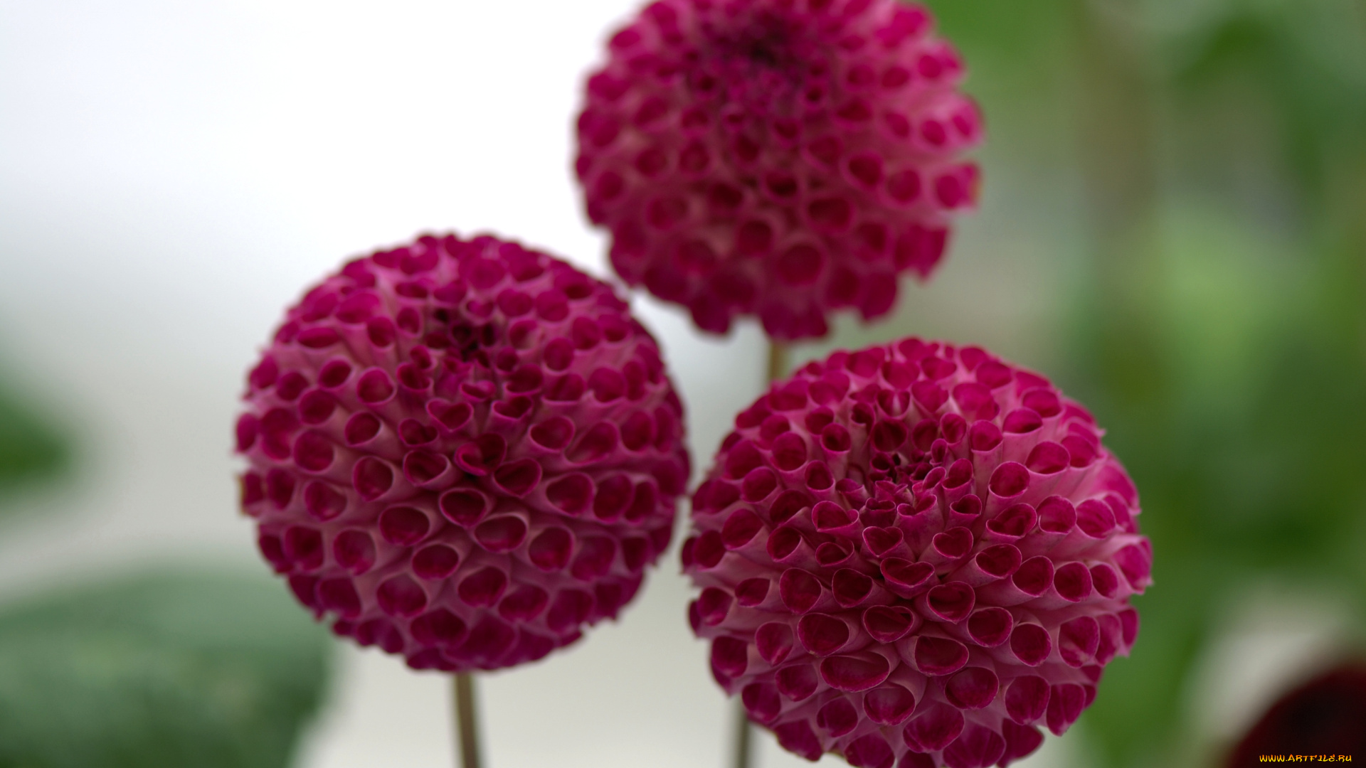 цветы, георгины, шар, красный