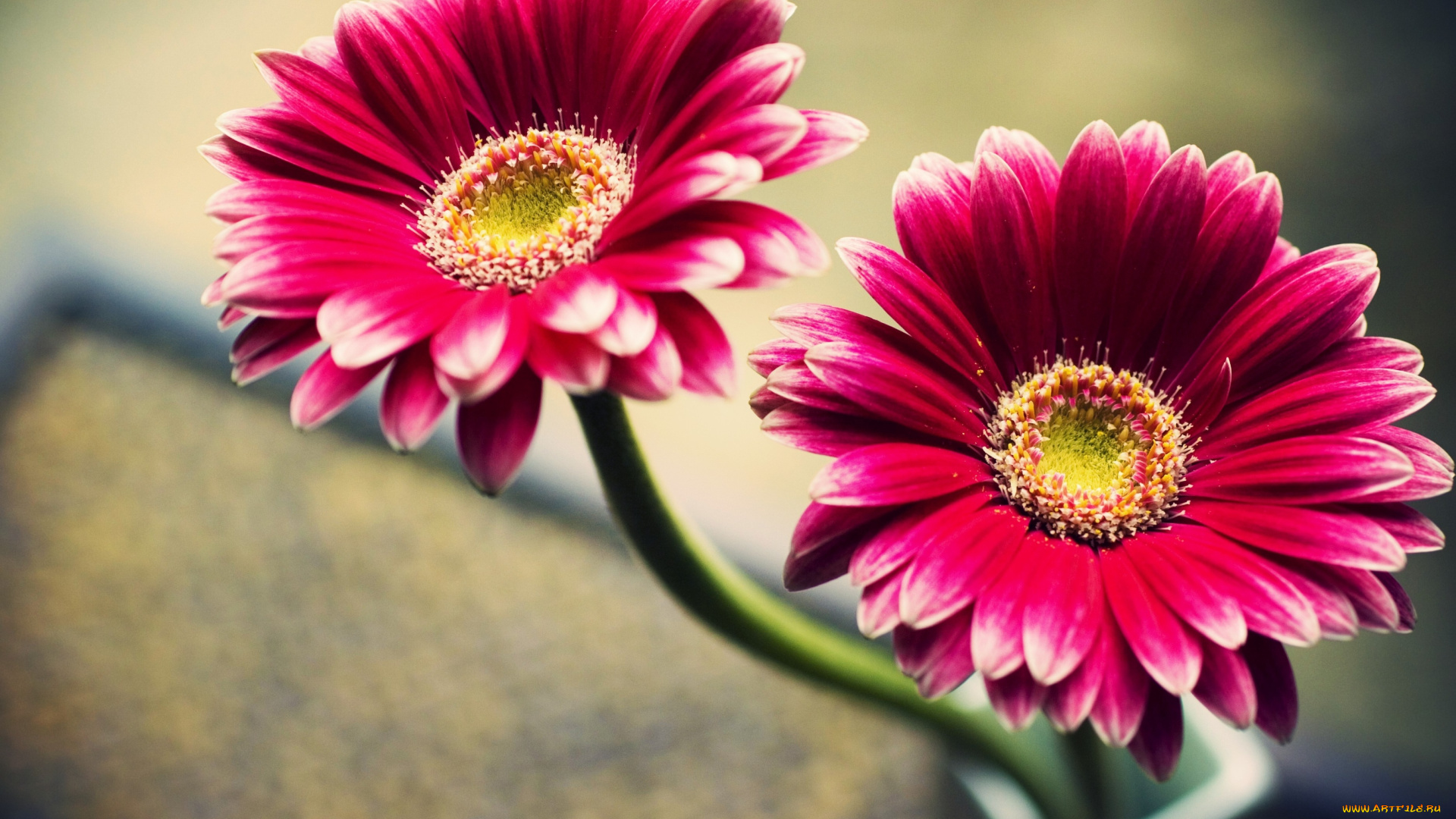 цветы, герберы, красный, лепестки