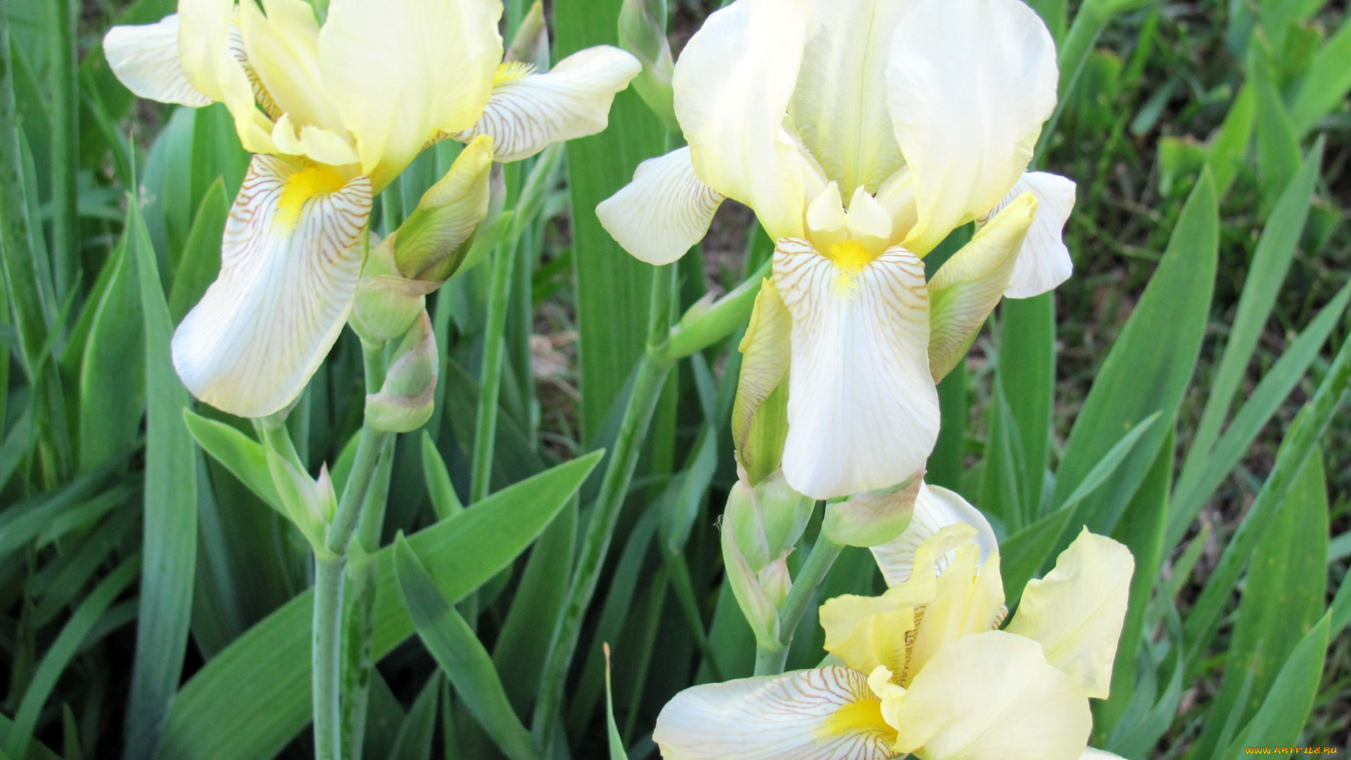 цветы, ирисы