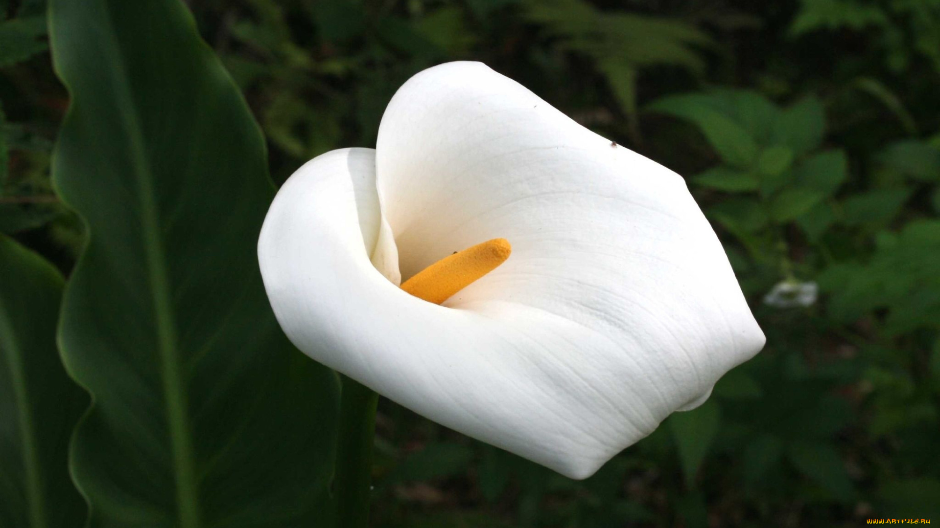 цветы, каллы, белый