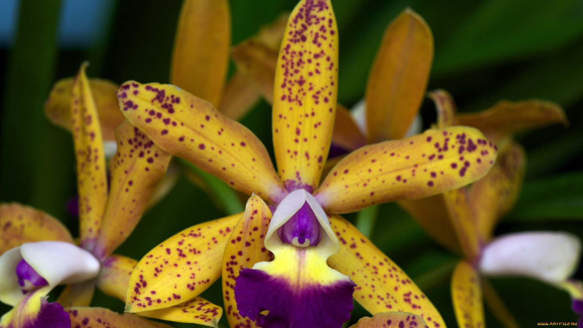 цветы, орхидеи, желтый, пятнистый, экзотика