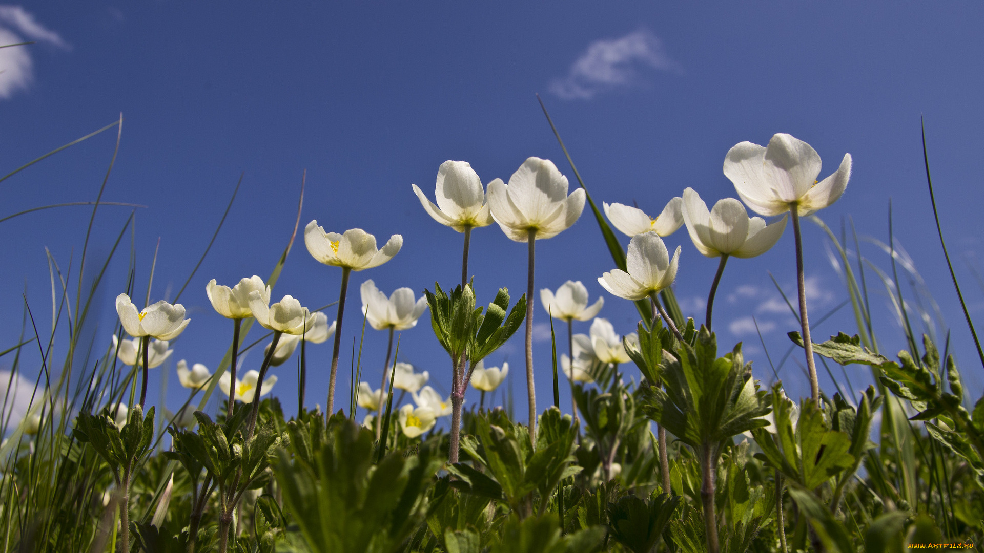 цветы, ветреницы, печёночницы, облака, небо