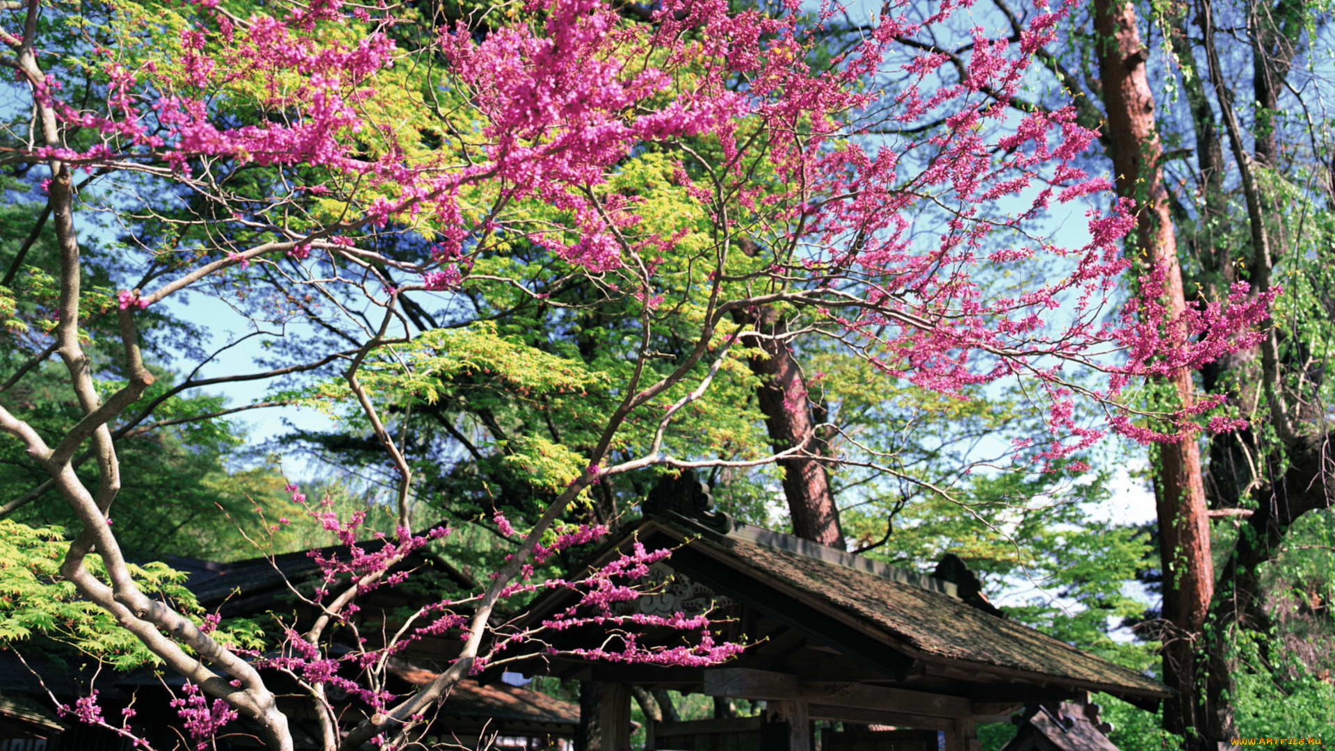 природа, парк, цветущее, дерево, japan, забор, калитка