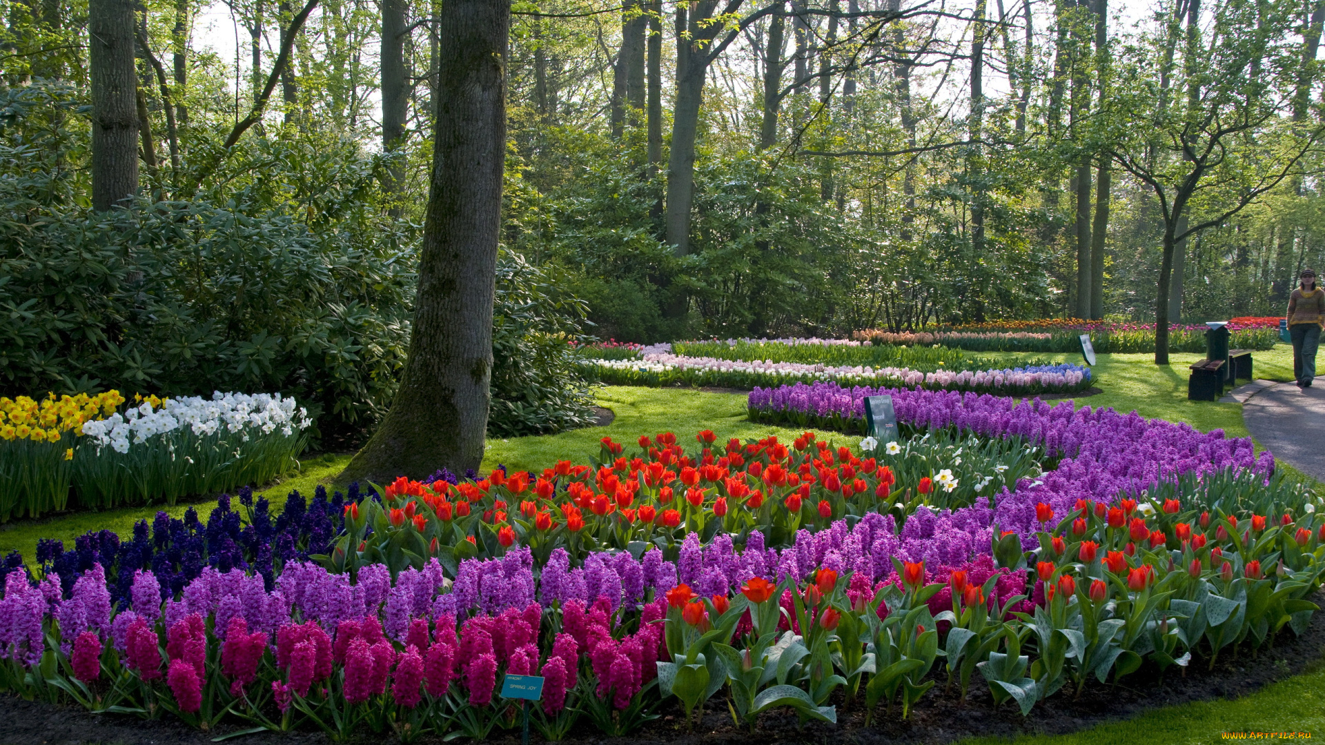 природа, парк, keukenhof, lisse, netherlands