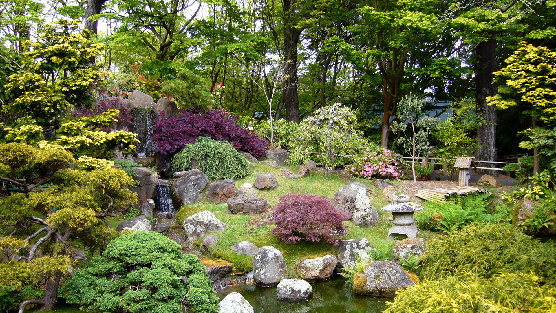 природа, парк, usa, japanese, san, francisco