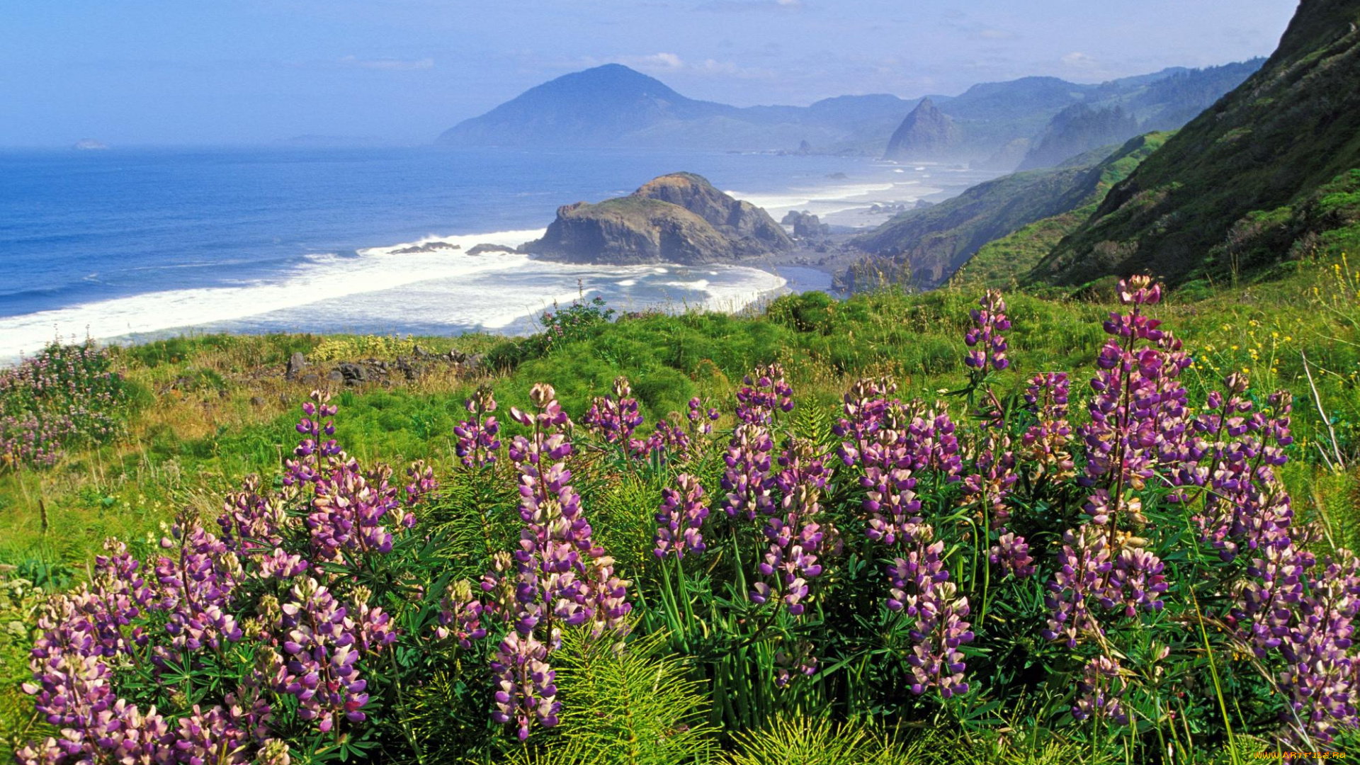 природа, пейзажи, горы, калифорния, люпин, море, сша
