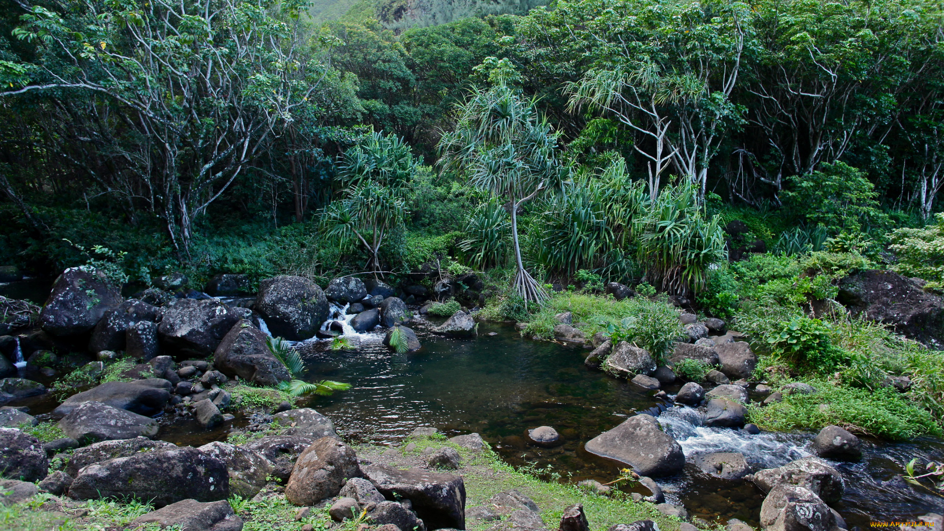 природа, реки, озера, hawaii, limahue, botanical