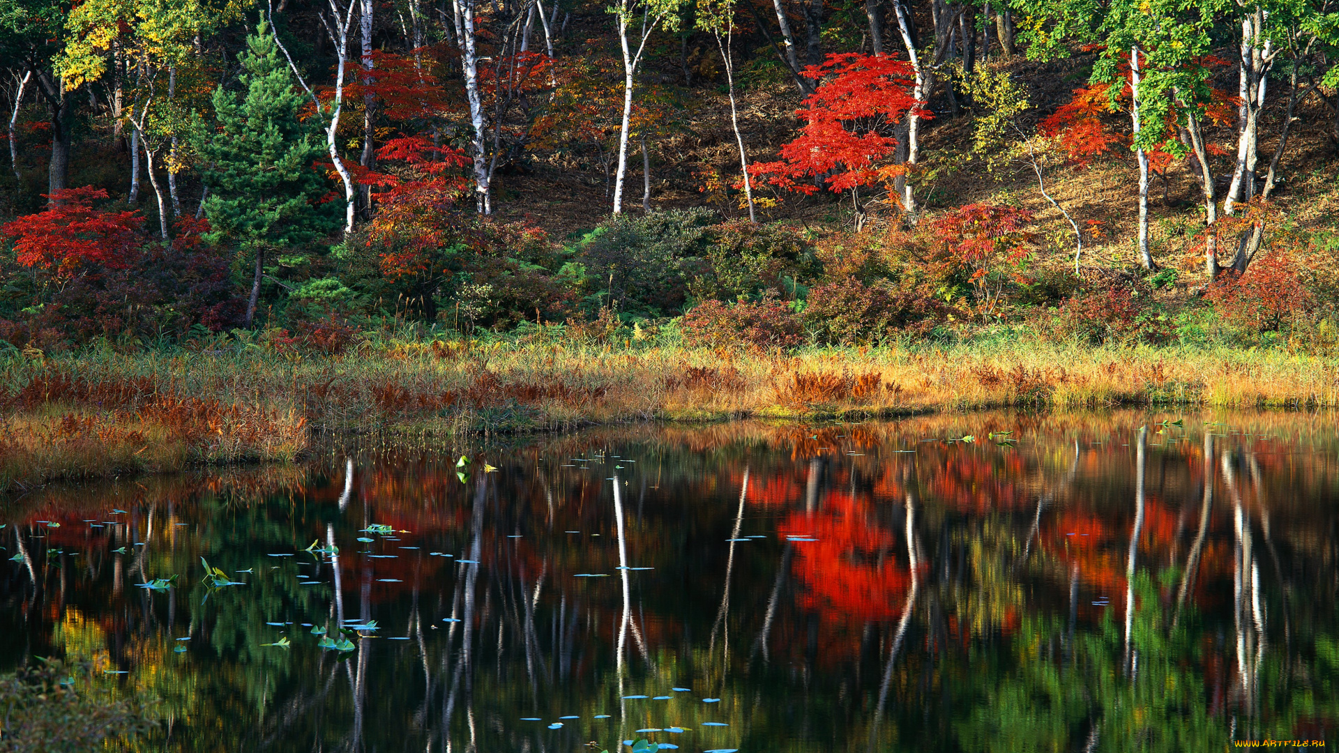 природа, реки, озера, осень, лесное, озеро, водоём, река