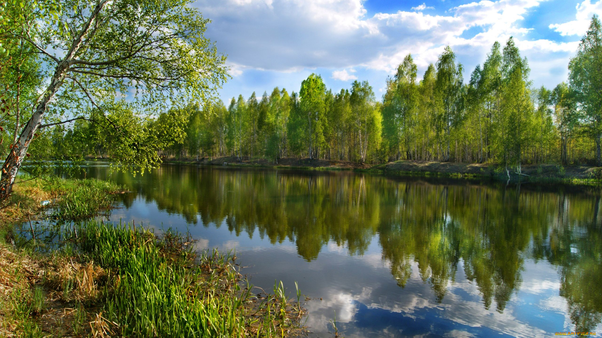 природа, реки, озера, река, деревья, пейзаж