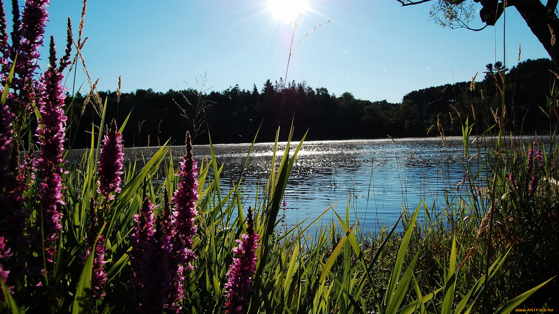 природа, реки, озера, вода, солнце, цветы