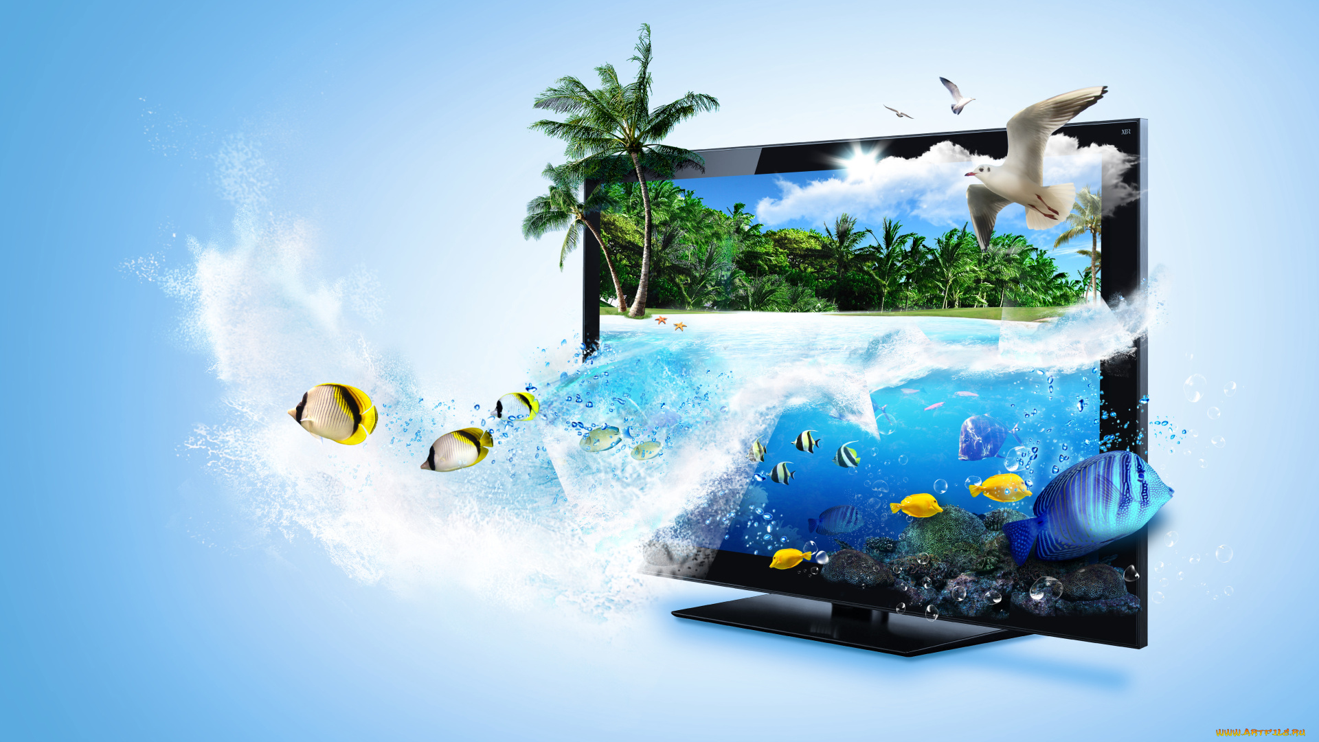 разное, компьютерный, дизайн, море, пальмы, монитор, чайки, рыбы