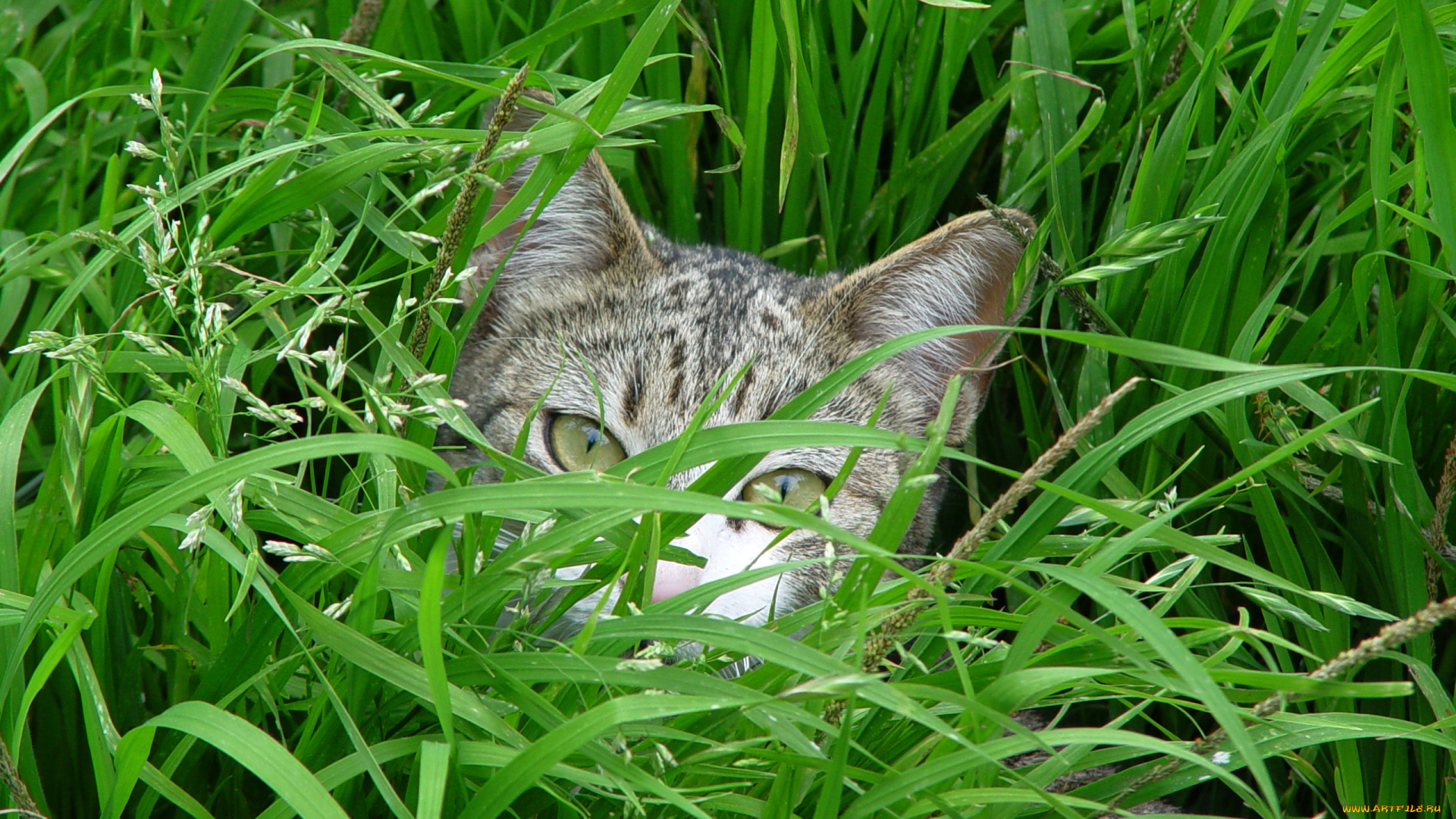 животные, коты