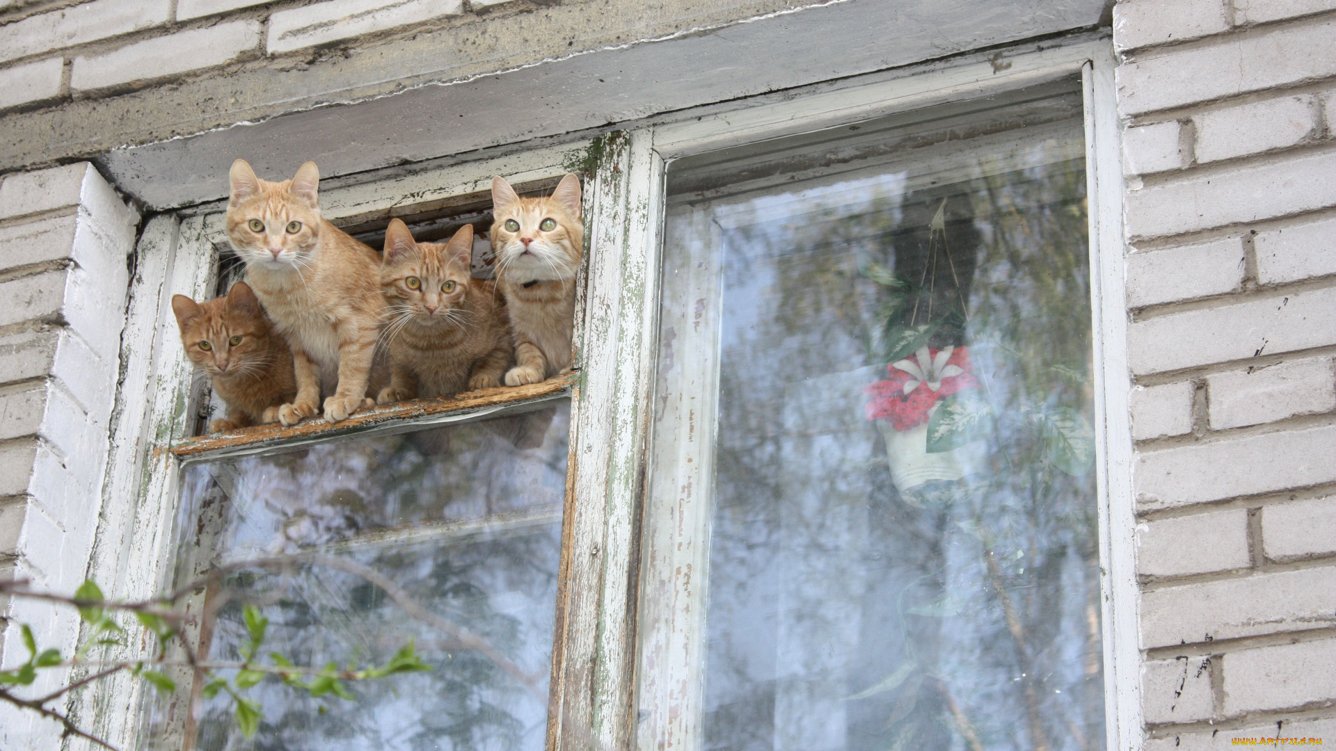 животные, коты, рыжие, окно, весна, зов, природы