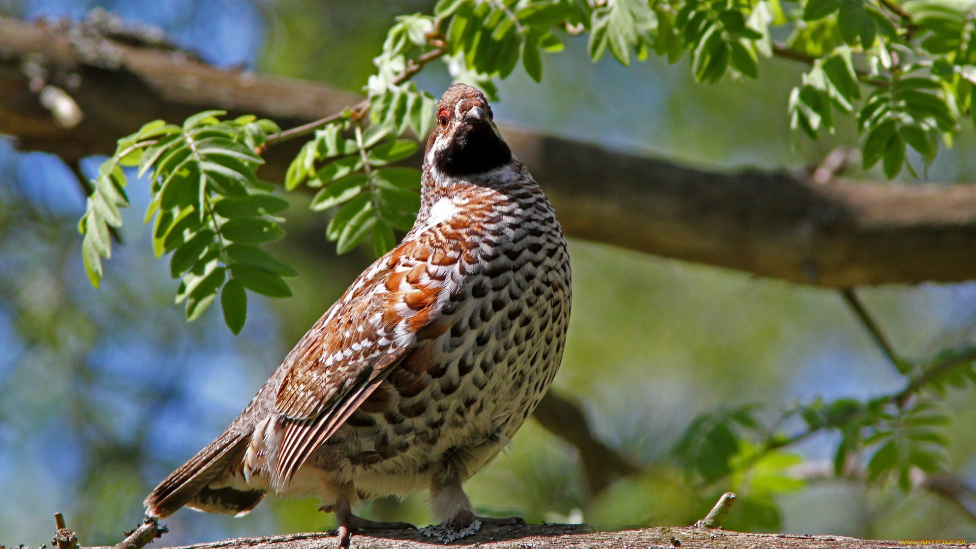 животные, куропатки, рябчики, перепела, ветка