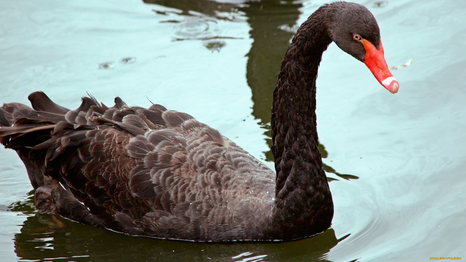 животные, лебеди, вода