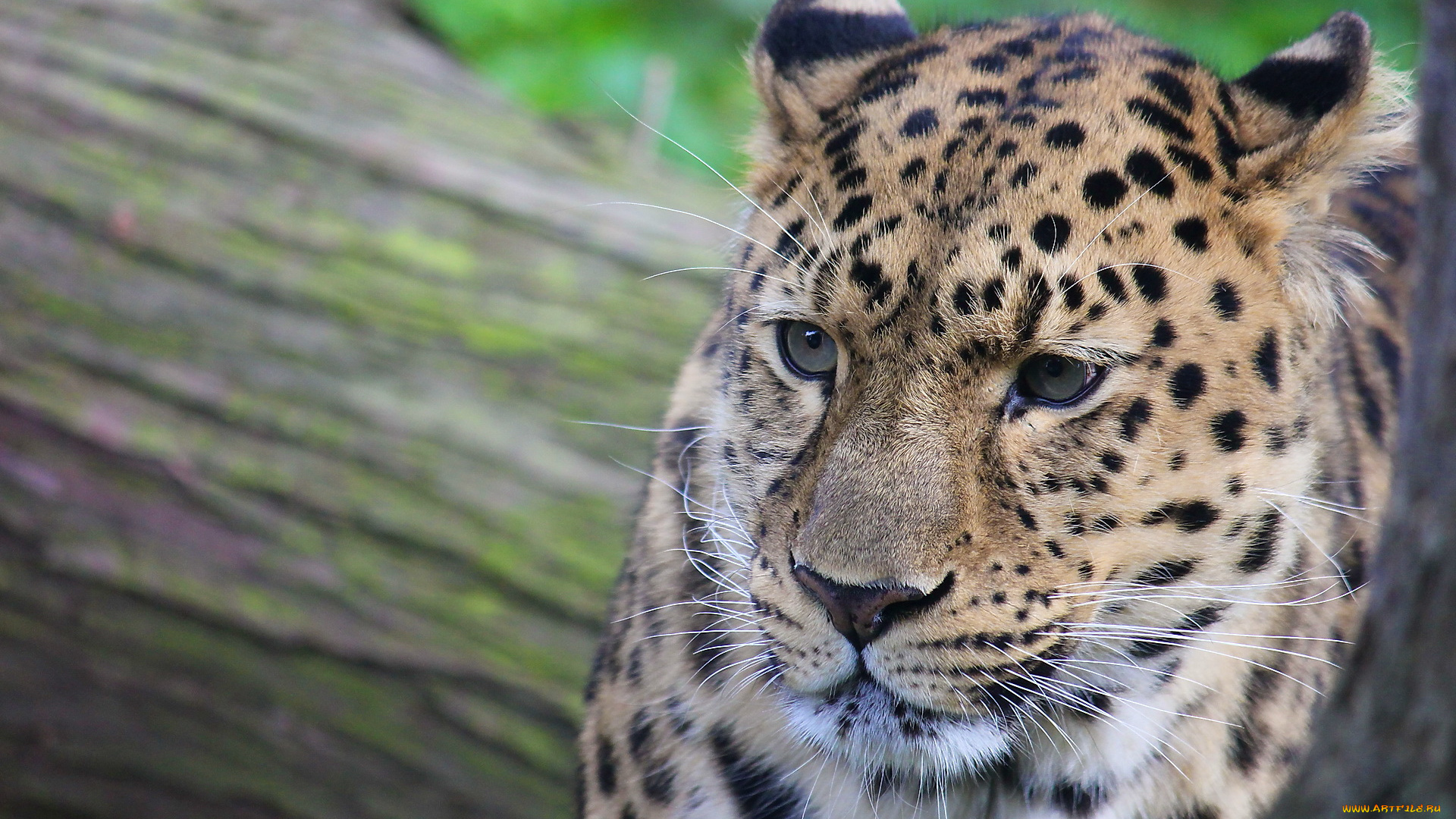 животные, леопарды